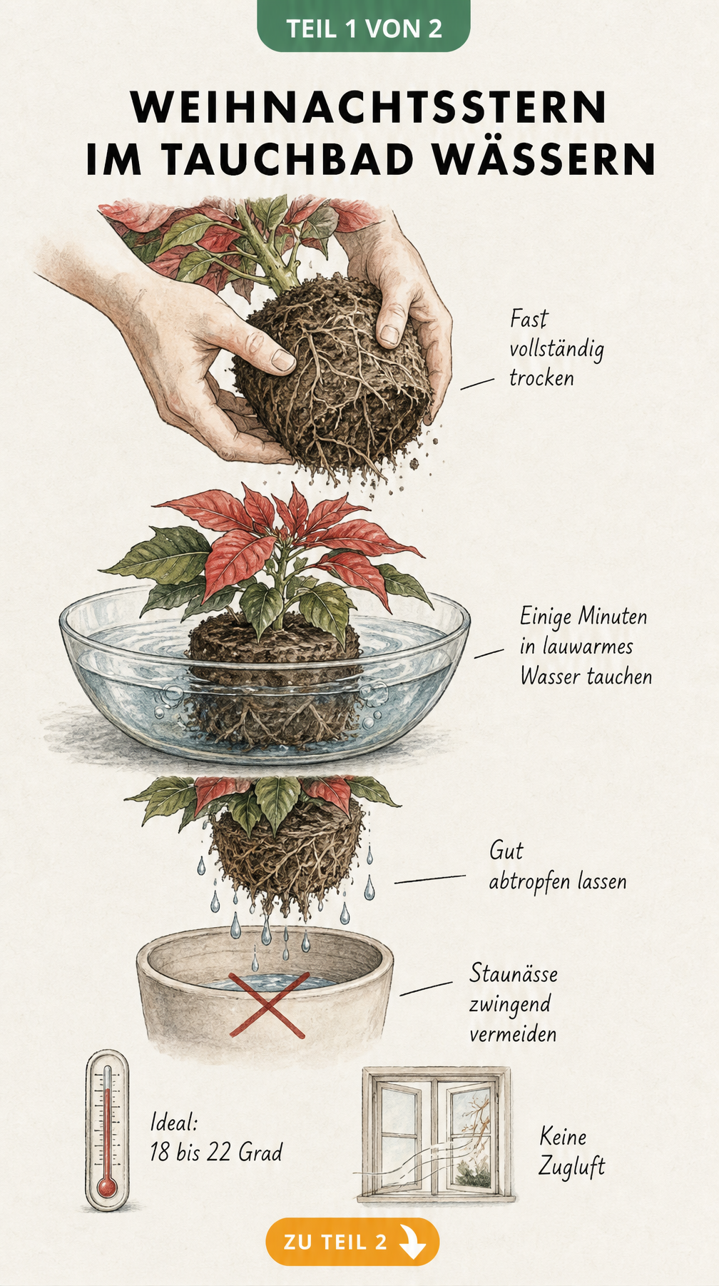 Illustration eines Weihnachtssterns, der in einem Tauchbad gewässert wird, um Austrocknung zu beheben.