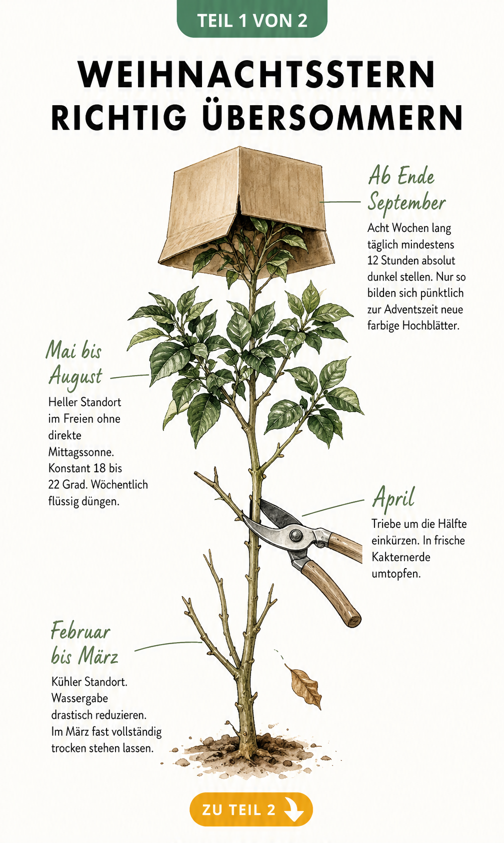 Botanische Illustration eines Weihnachtssterns mit Zeitachse zur Pflege von Februar bis September