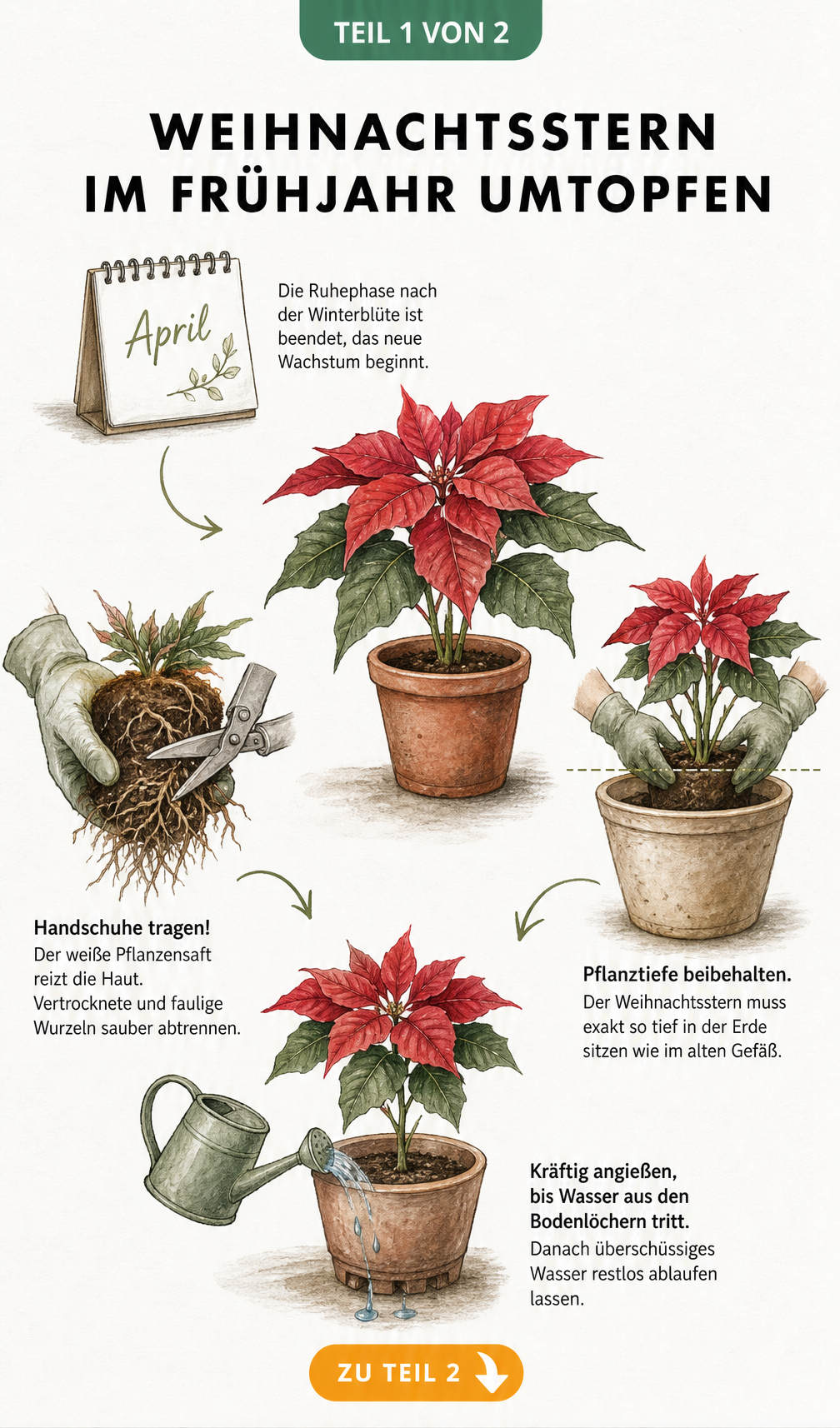 Illustration zum Umtopfen eines Weihnachtssterns im Frühjahr mit Handschuhen, Wurzelschnitt und richtigem Angießen