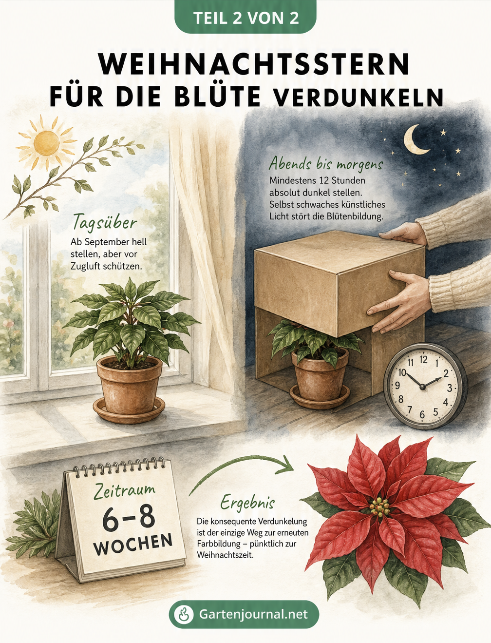 Zeichnung zur Kurztagbehandlung eines Weihnachtssterns mit einem Karton zur Verdunkelung am Nachmittag