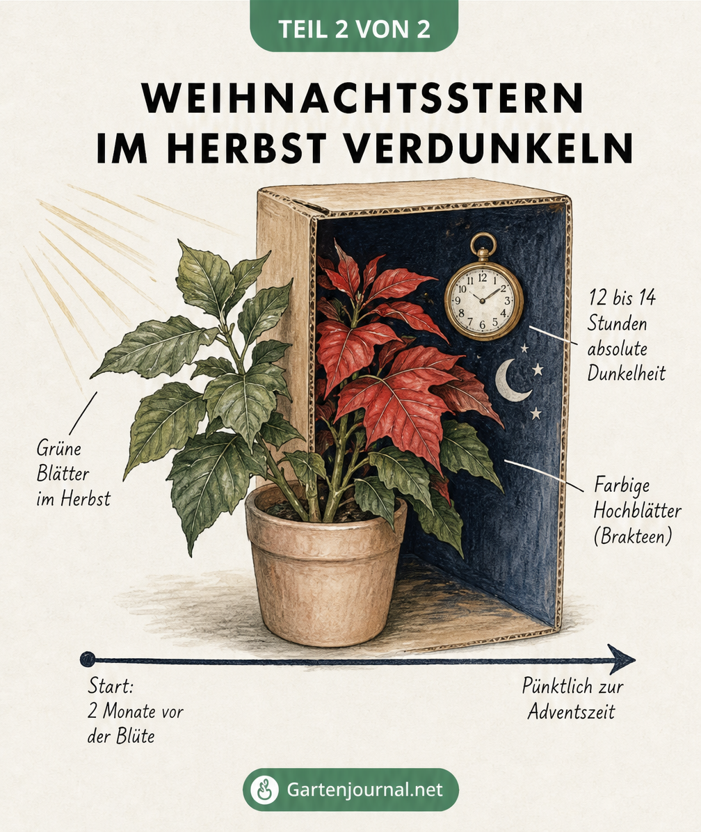 Illustration eines Weihnachtssterns, der im Herbst unter einem Karton verdunkelt wird, um die rote Blattfärbung anzuregen.