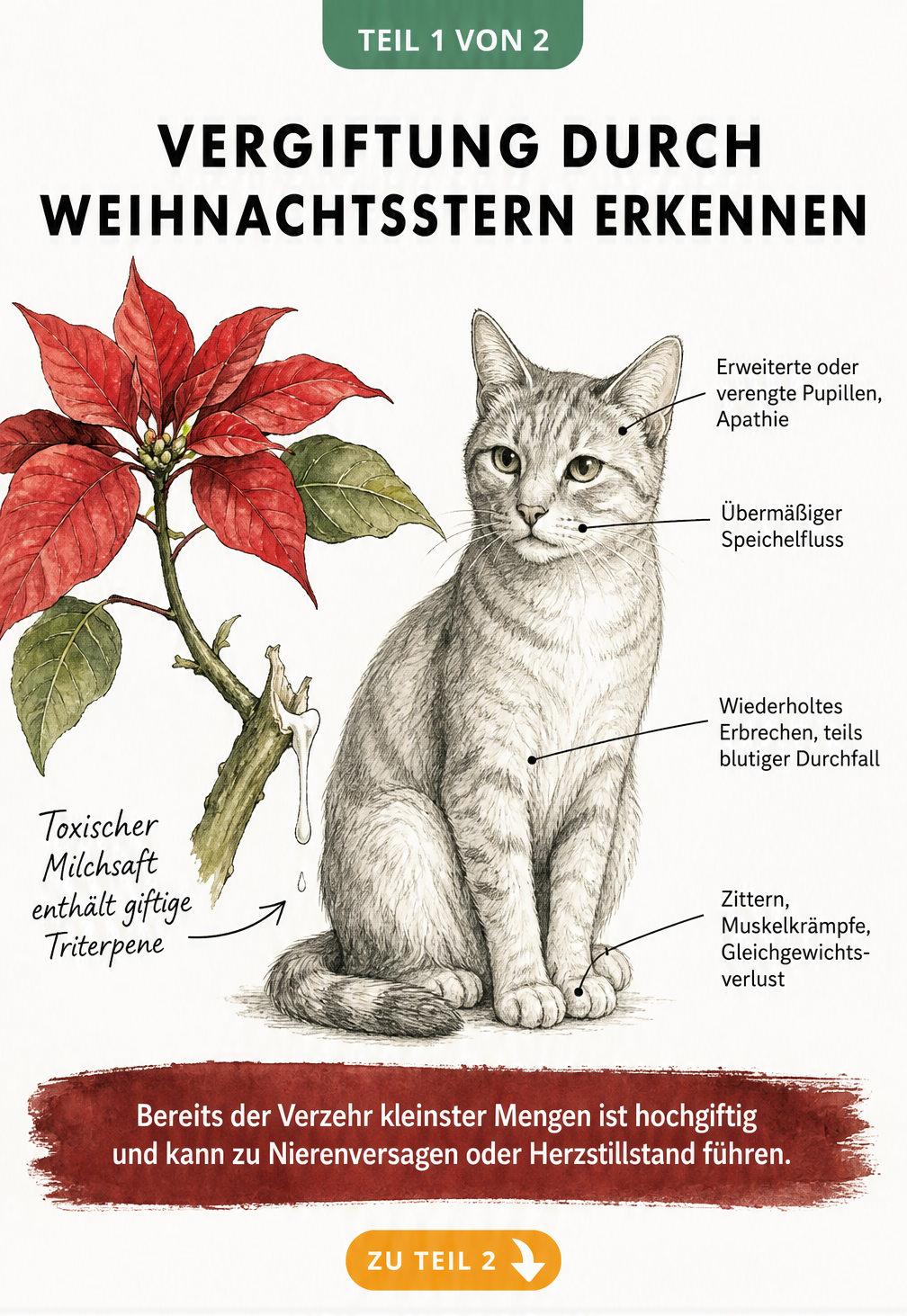 Illustration eines abgeknickten Weihnachtsstern-Zweigs mit austretendem Milchsaft und einer Katze, die Symptome wie Speichelfluss und Erbrechen zeigt.