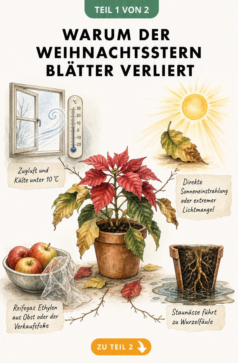Botanische Illustration eines Weihnachtssterns, der gelbe Blätter verliert, umgeben von Ursachen wie Zugluft, direkter Sonne, Reifegas aus Obst und Staunässe.