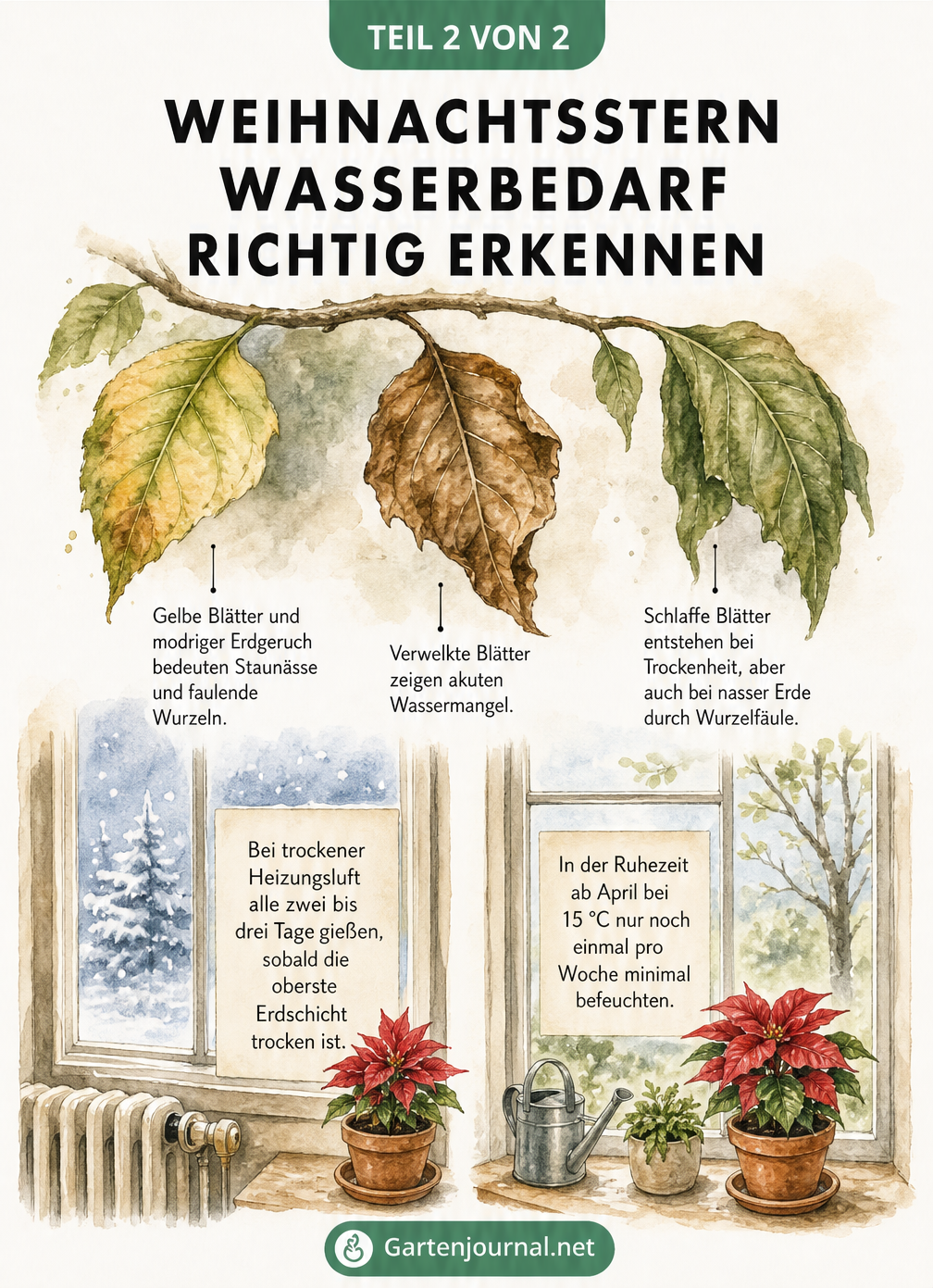 Nahaufnahme von Weihnachtsstern-Blättern mit Schadbildern und Fensterszenen zum Gießrhythmus
