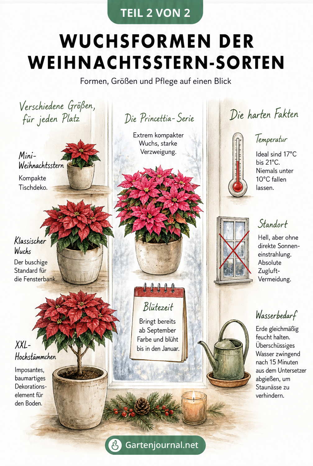 Illustration verschiedener Wuchsformen von Weihnachtssternen vom Mini bis zum Hochstämmchen sowie Pflegetipps zu Temperatur und Gießen.