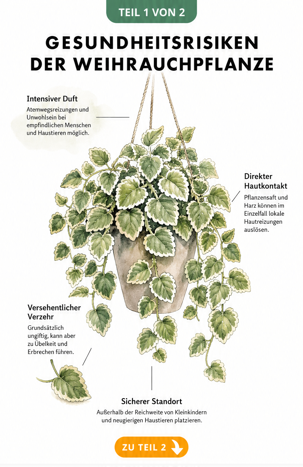 Botanische Illustration der Weihrauchpflanze mit Hinweisen zu Gesundheitsrisiken wie Atemwegsreizungen, Hautreizungen und Übelkeit bei Verzehr.