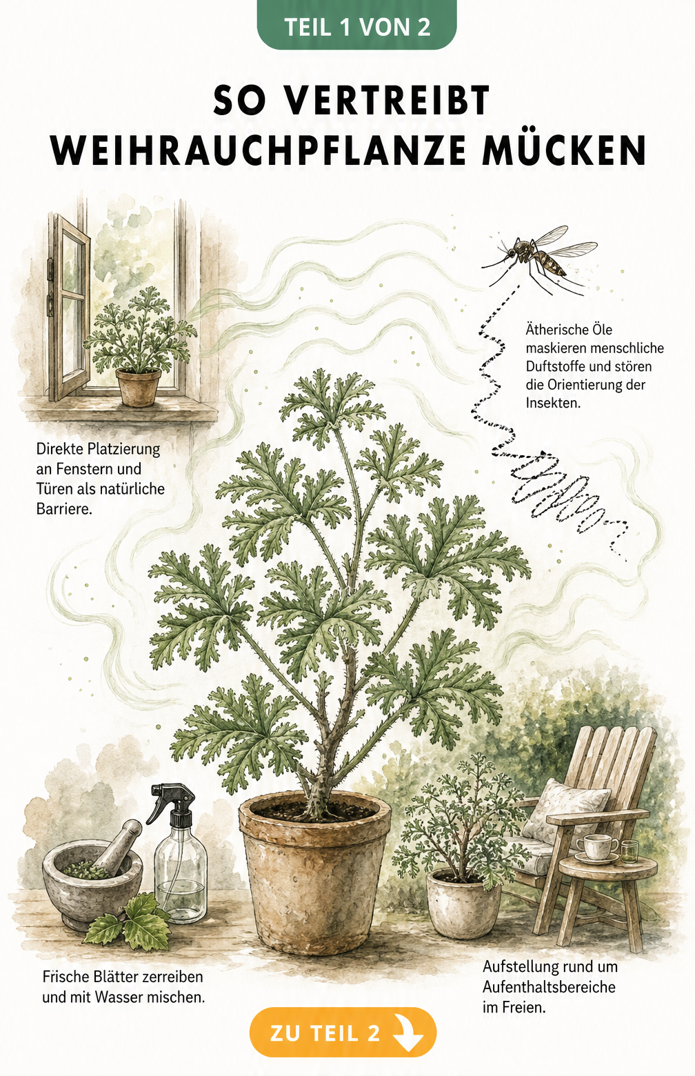 Illustration einer Weihrauchpflanze, die durch ätherische Öle Mücken vertreibt, mit Anwendungsbeispielen an Fenster, Terrasse und als Hautspray.
