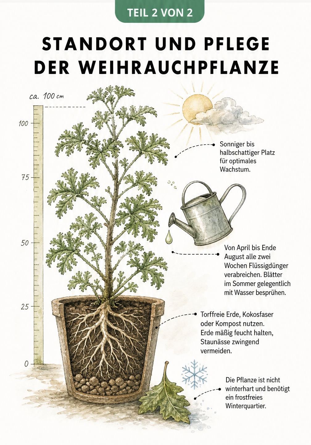 Botanische Illustration zur Pflege der Weihrauchpflanze mit Hinweisen zu Standort, Düngung, Erde und Überwinterung.