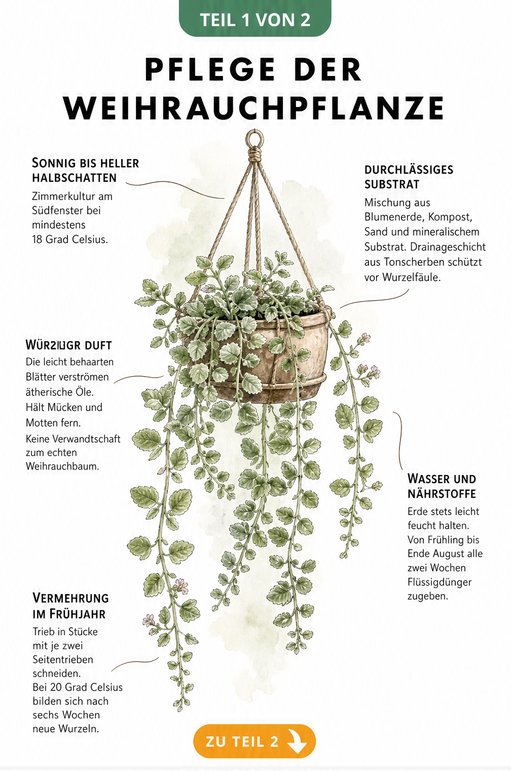 Botanische Illustration einer Weihrauchpflanze in einer Hängeampel mit Pflegetipps zu Standort, Substrat, Duft, Gießen und Vermehrung.