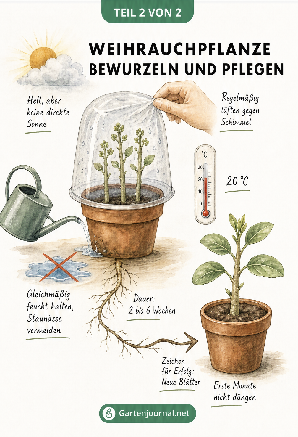 Illustration zur Pflege von Weihrauchpflanzen-Stecklingen unter einer Plastikhaube mit Hinweisen zu Licht, Temperatur und Feuchtigkeit.