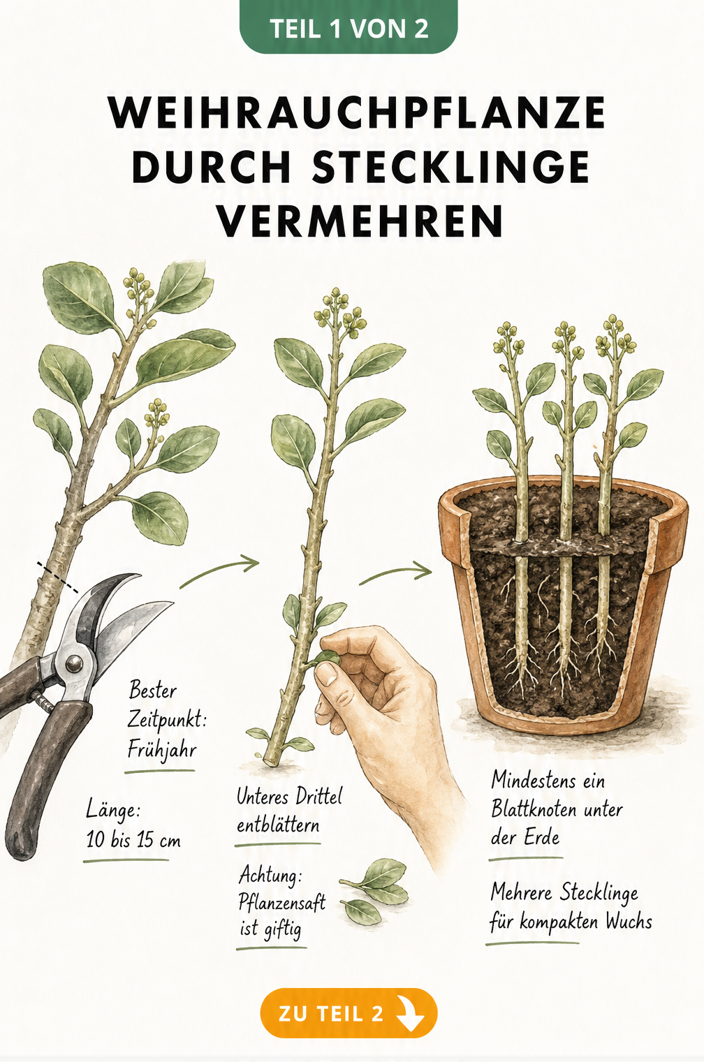 Illustration zur Vermehrung der Weihrauchpflanze durch Stecklinge, die den Schnitt, das Entblättern und das Einpflanzen in einen Topf zeigt.