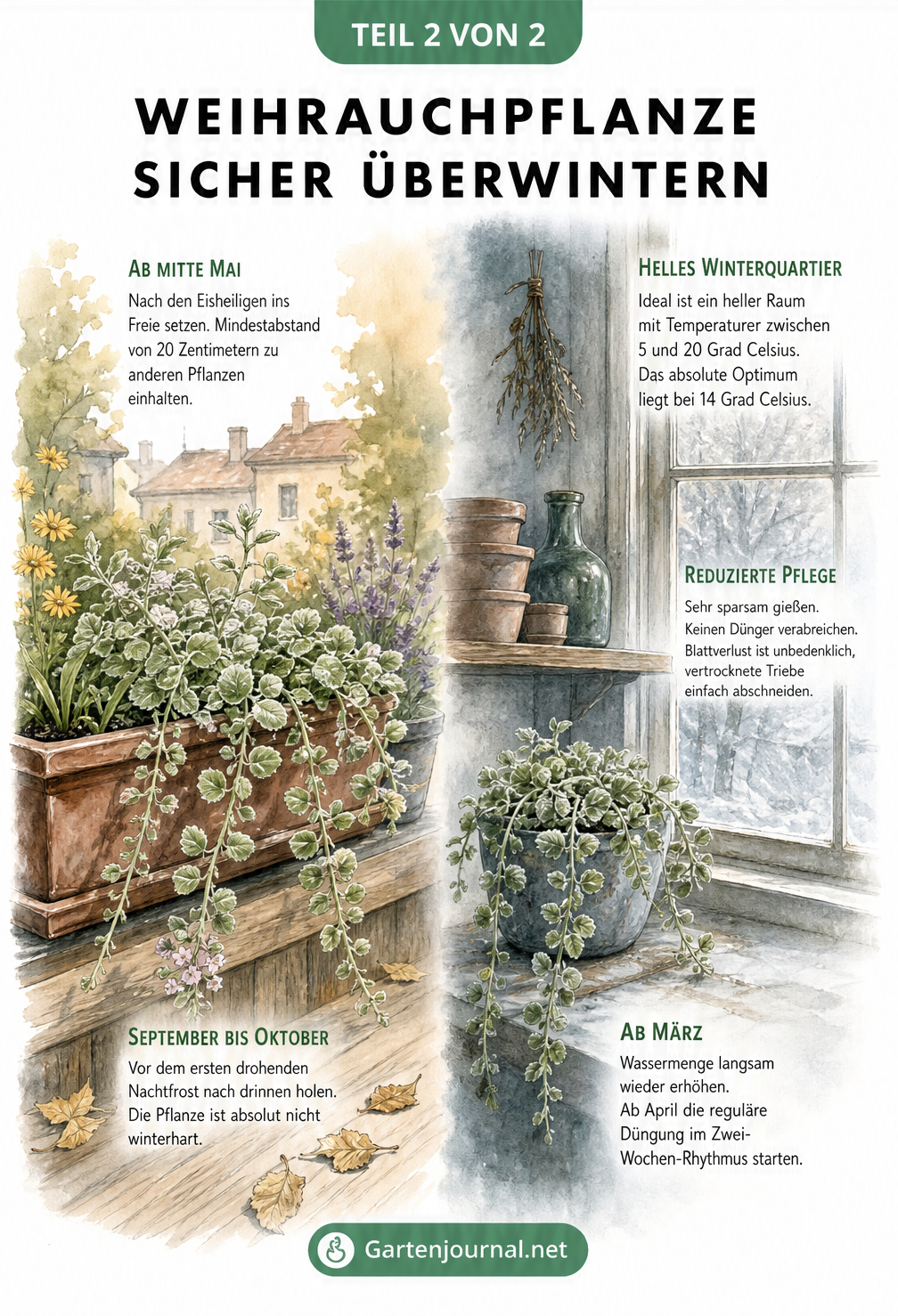 Querschnitt-Illustration, die den Wechsel der Weihrauchpflanze vom sommerlichen Balkonkasten in ein kühles, helles Kellerfenster zum Überwintern zeigt.
