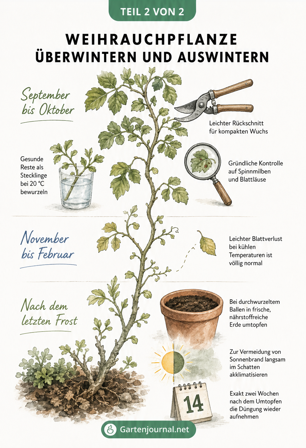 Botanische Illustration eines Weihrauch-Triebs im Jahresverlauf mit Tipps zu Rückschnitt, Pflege und Umtopfen