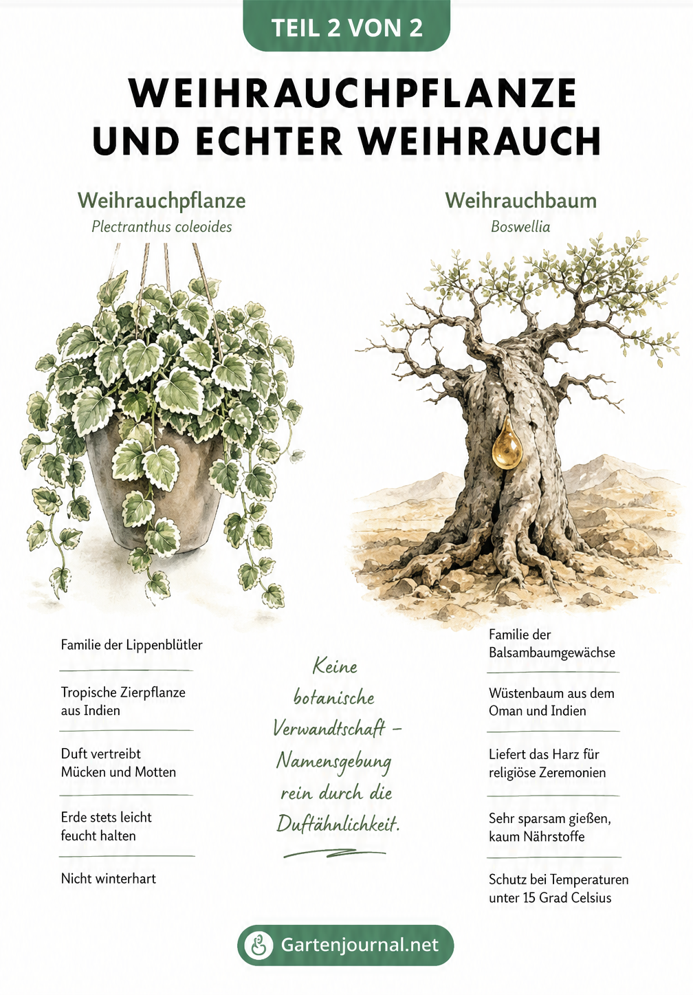 Gegenüberstellung der Weihrauchpflanze als Balkonpflanze und des echten Weihrauchbaums aus der Wüste mit ihren jeweiligen Merkmalen.