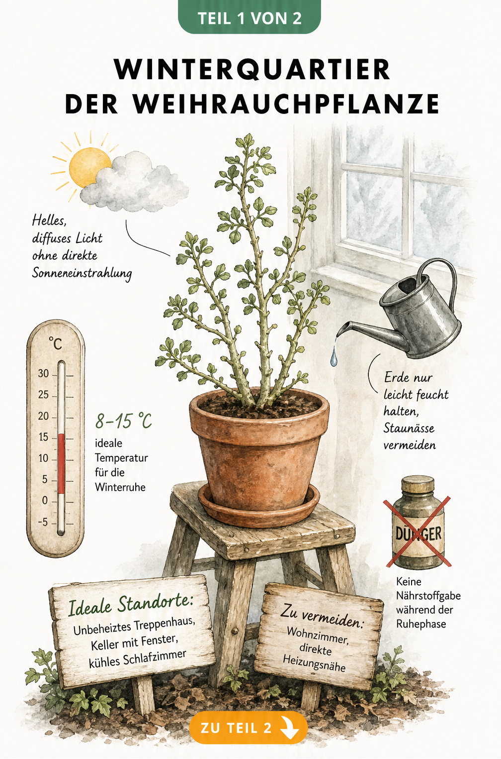 Illustration einer Weihrauchpflanze im Winterquartier mit Thermometer, Gießkanne und Hinweisschildern