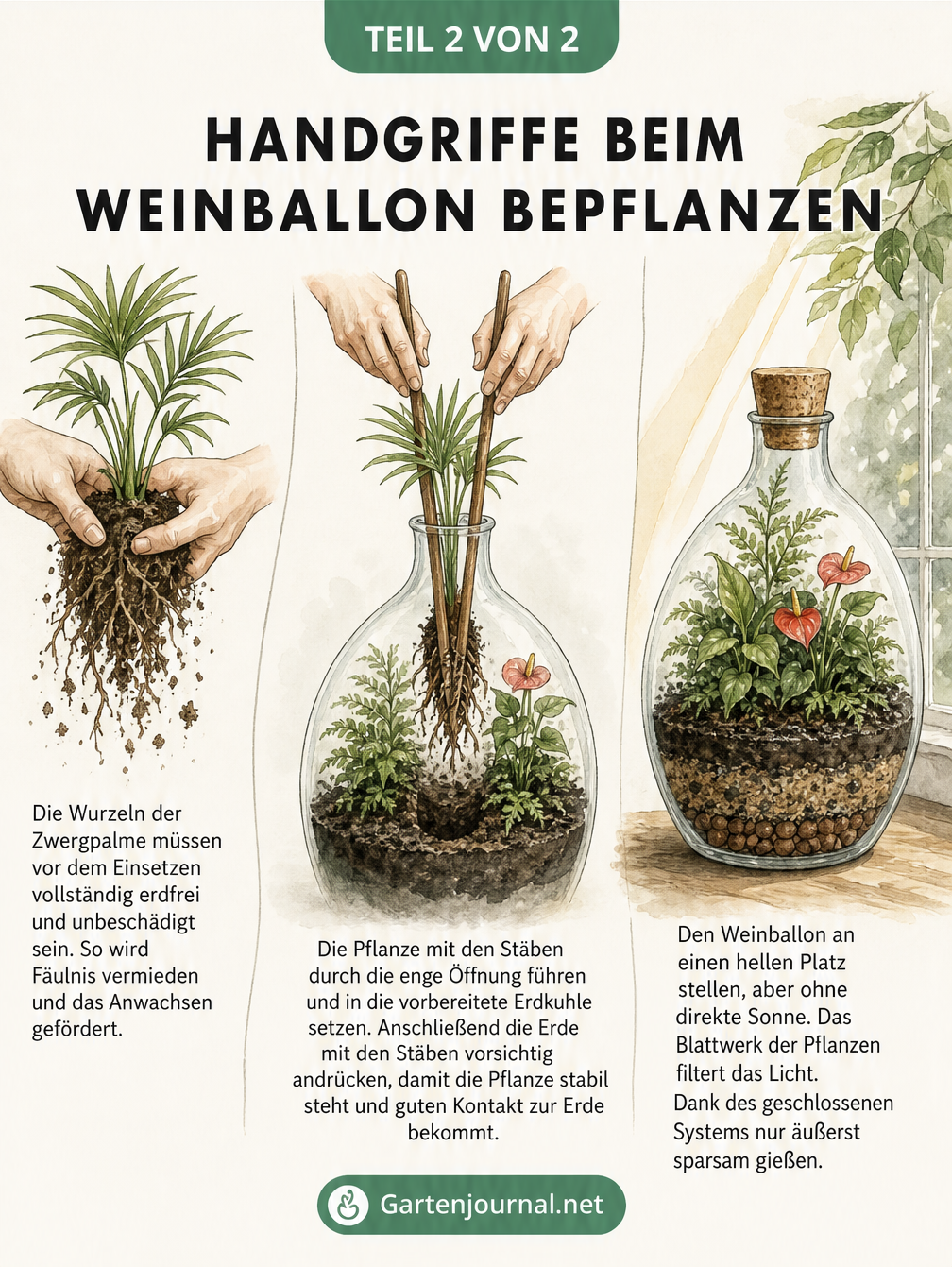 Illustration der Handgriffe beim Bepflanzen eines Weinballons mit Holzstöcken