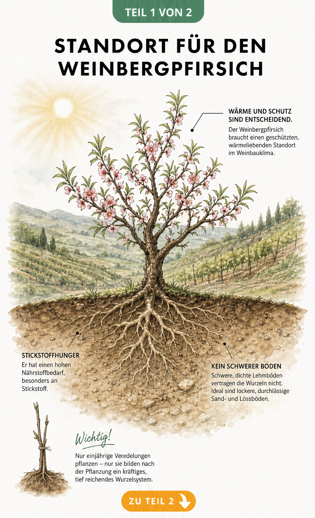 Botanische Illustration eines Weinbergpfirsich-Baums mit Wurzelwerk im Erdschnitt