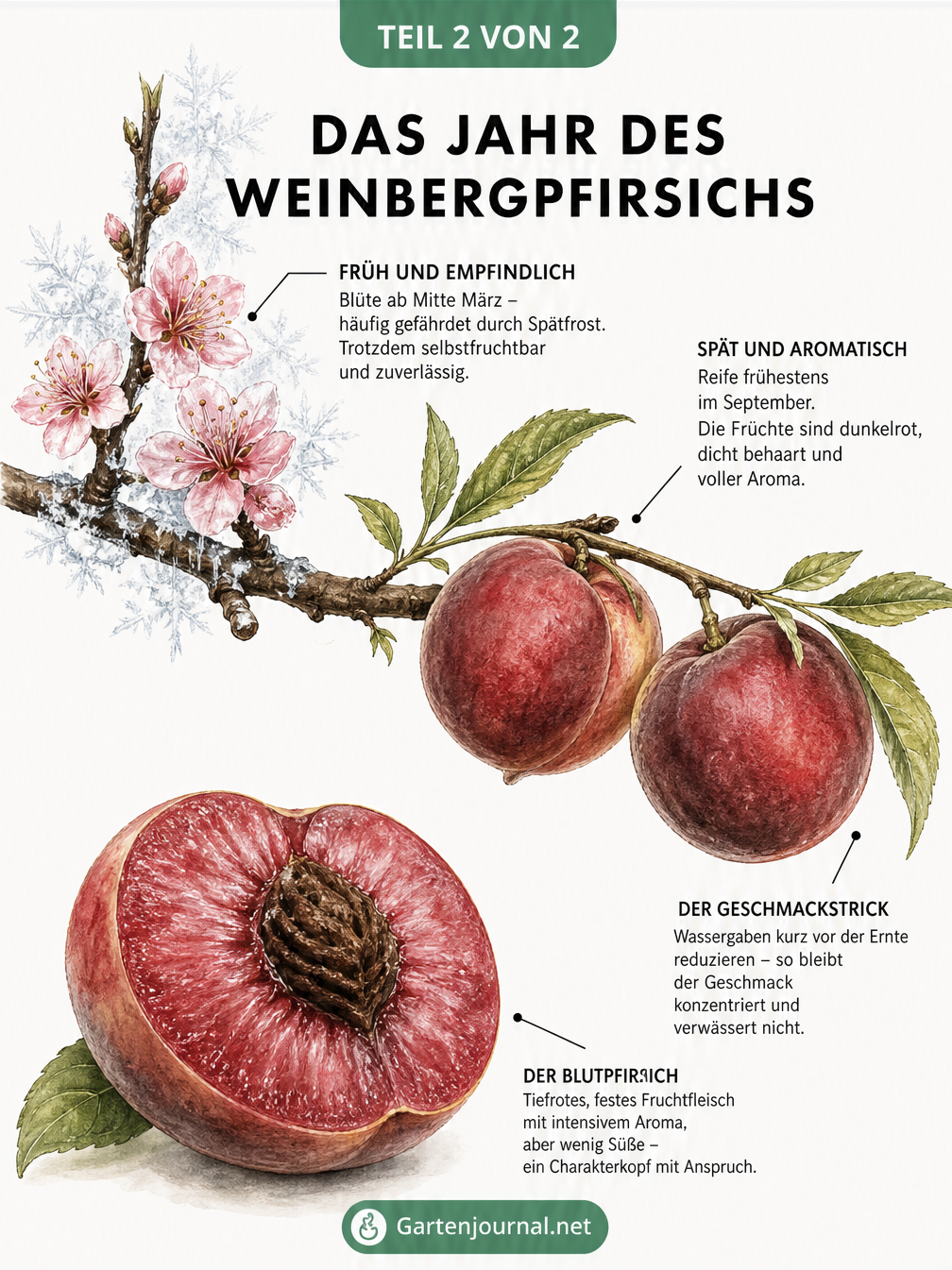 Aquarellierter Ast eines Weinbergpfirsichs im Jahresverlauf von der Blüte bis zur Frucht