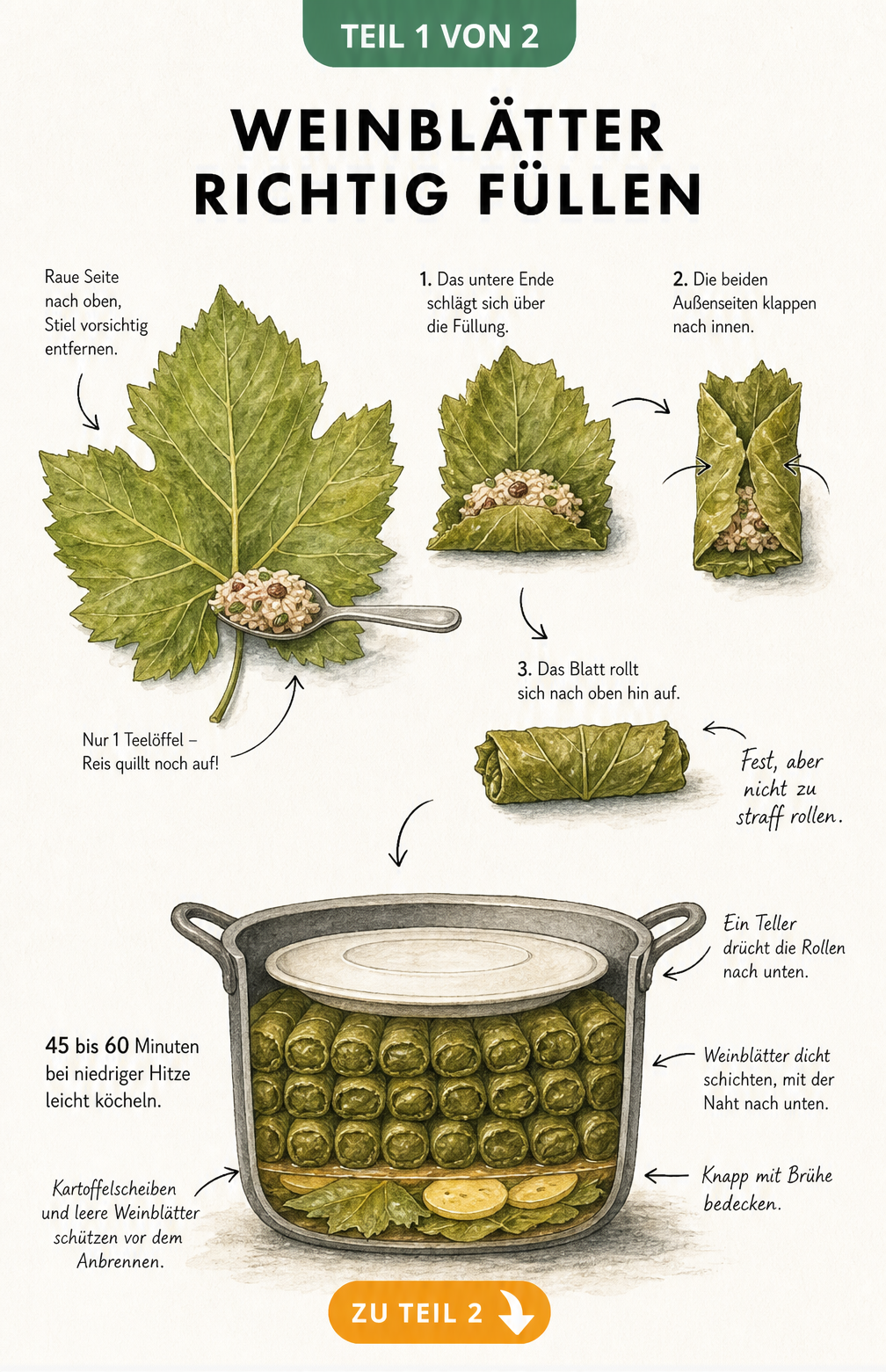 Illustration von frischen und eingelegten Weinblättern mit Hinweisen zur Vorbereitung