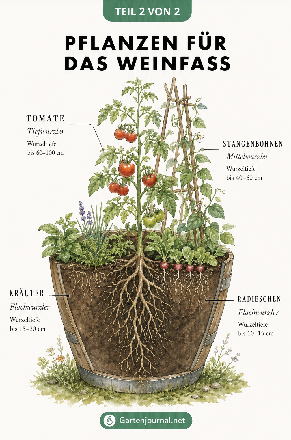 Illustration eines bepflanzten Weinfasses mit Tomaten als Tiefwurzler, Kräutern am Rand und Stangenbohnen am Spalier