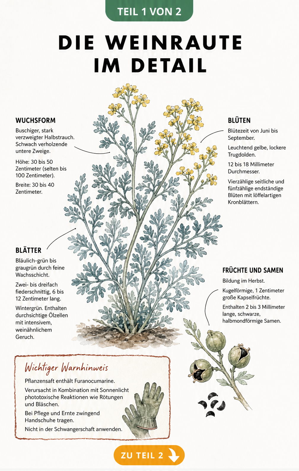 Botanische Illustration der Weinraute mit Details zu Wuchsform, Blättern, Blüten und Früchten sowie einem Warnhinweis zur Phototoxizität.