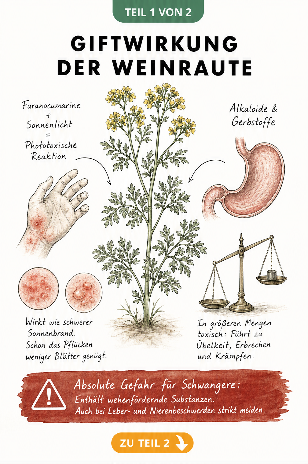 Illustration der Weinraute mit Details zu phototoxischen Hautreaktionen und Magenbeschwerden durch Alkaloide