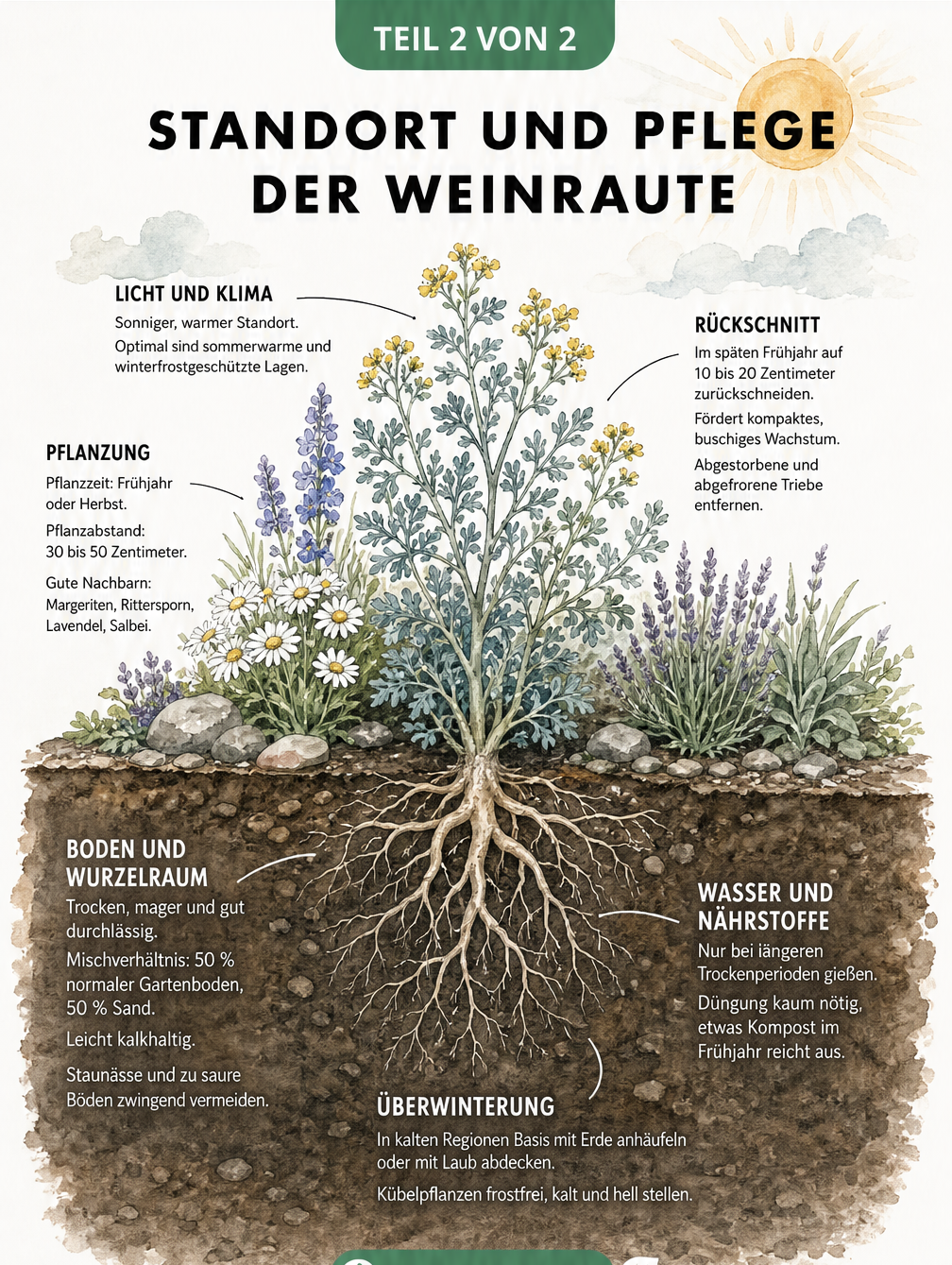 Illustration eines Gartenbeets mit einer Weinraute, die Tipps zu Standort, Boden, Pflanzung, Rückschnitt und Überwinterung zeigt.