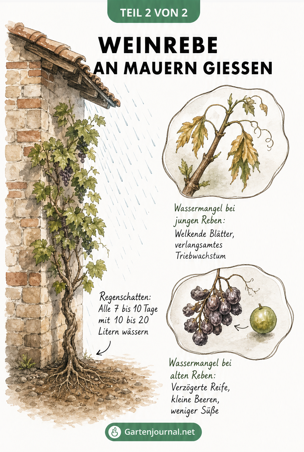 Skizze einer Weinrebe an einer Hauswand im Regenschatten, mit Lupenansichten von welken Blättern und kleinen Beeren bei Wassermangel.