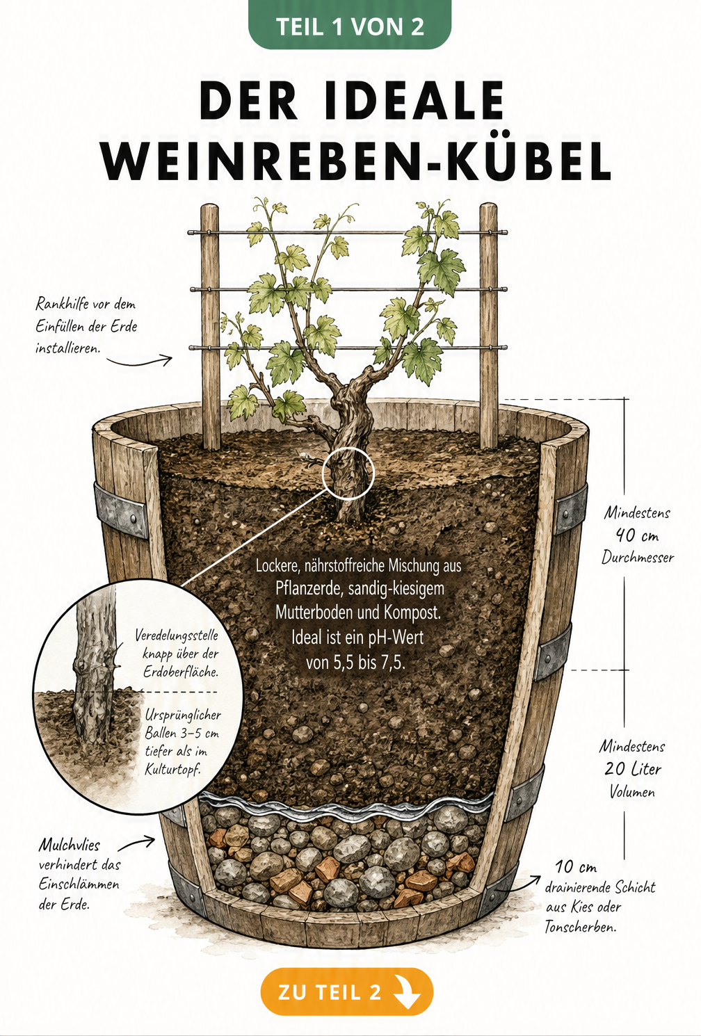 Querschnitt eines Holzfasses als Kübel für eine Weinrebe mit Drainageschicht, Mulchvlies und Erdmischung