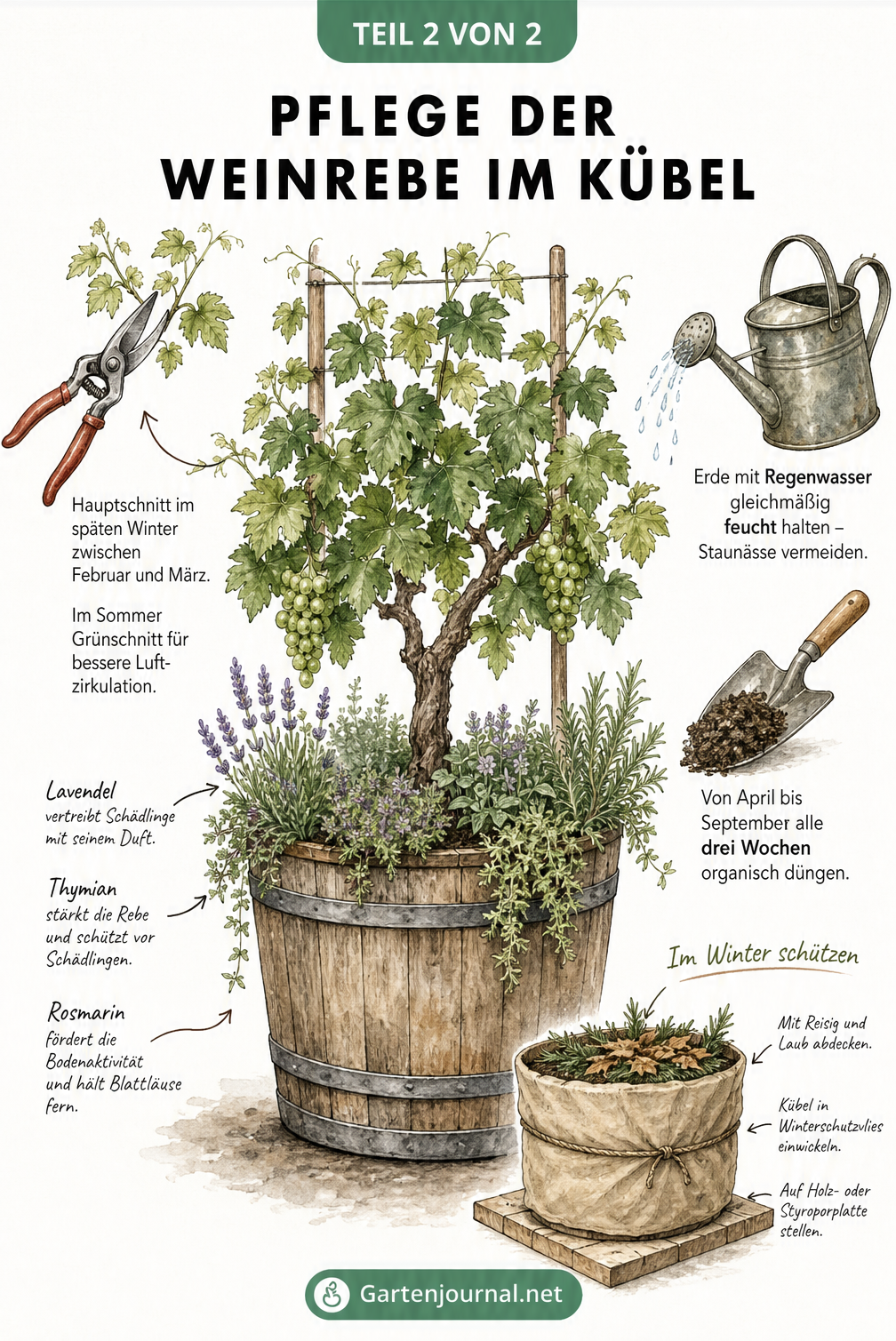 Illustration einer Weinrebe im Kübel mit Lavendel, Gartenschere für den Schnitt und Gießkanne