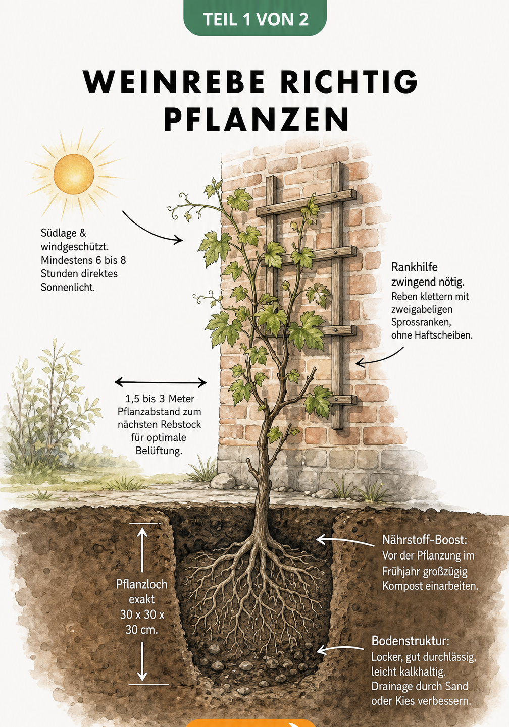Illustration einer Weinrebe an einer Hauswand mit Wurzelwerk im Boden, zeigt Pflanzabstand und Bodenstruktur