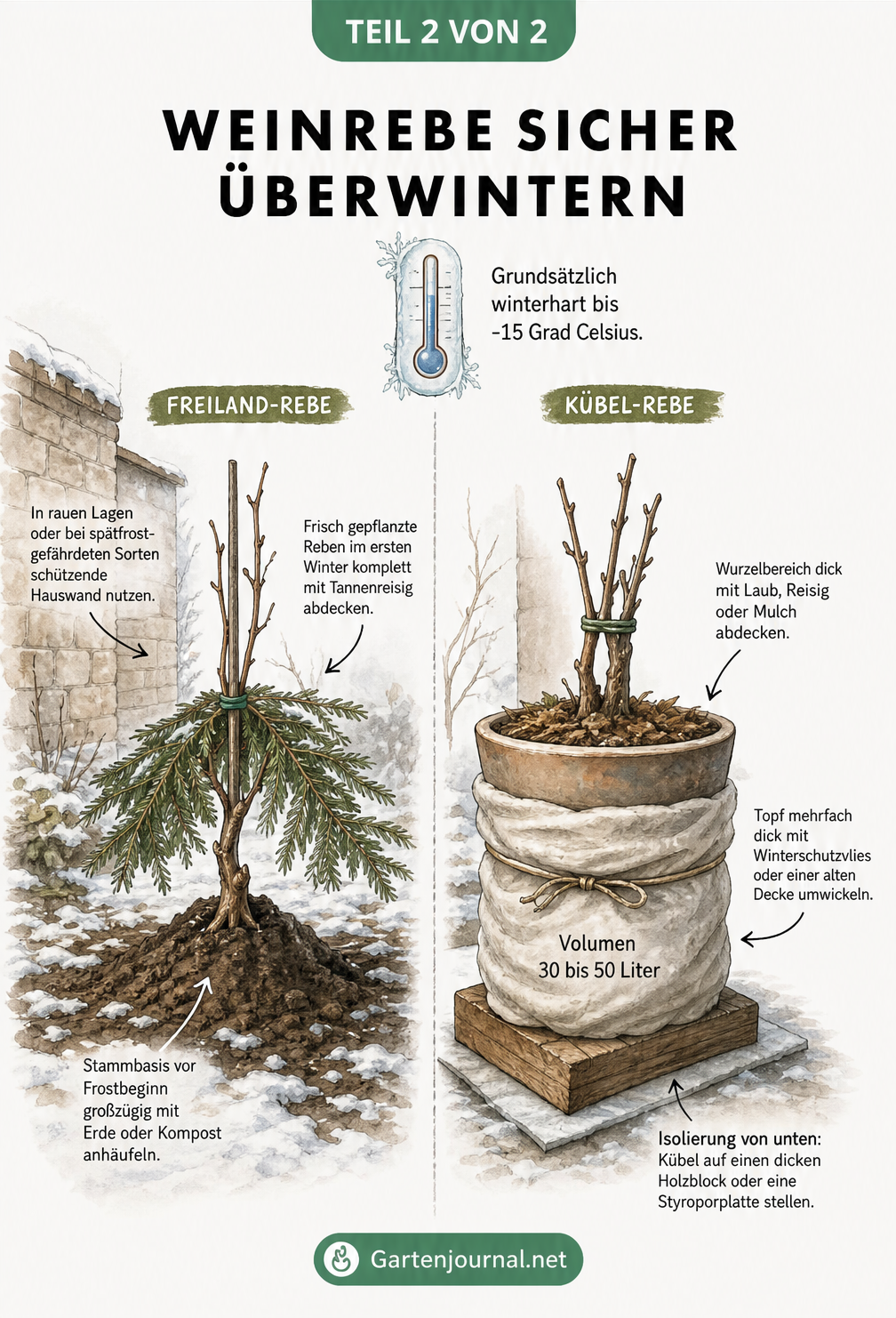 Illustration zweier Weinreben im Winter, eine im Freiland und eine im Kübel, mit Tipps zum Frostschutz