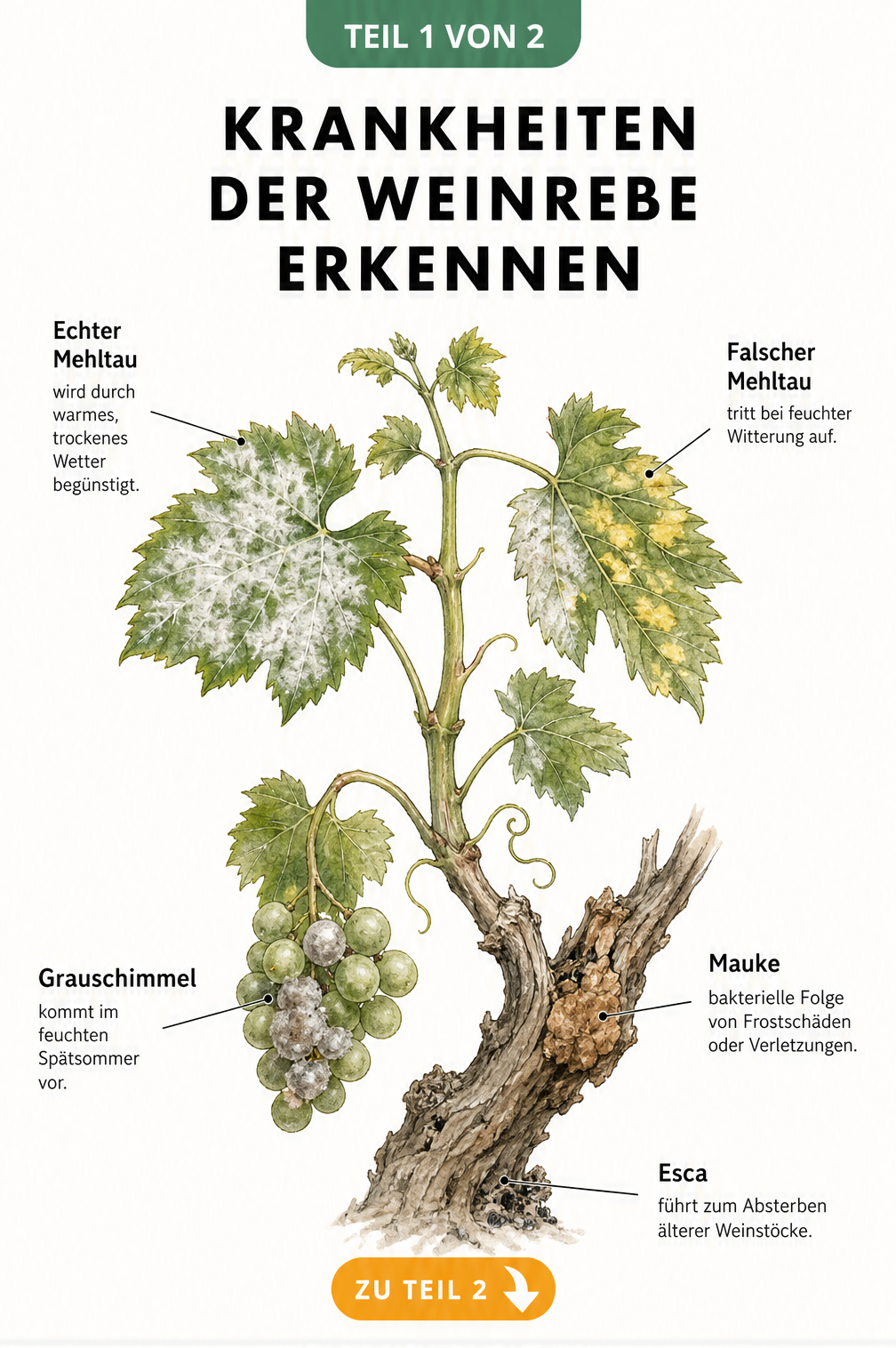 Botanische Illustration eines Weinrebentriebs mit Symptomen von Echtem und Falschem Mehltau, Grauschimmel, Mauke und Esca