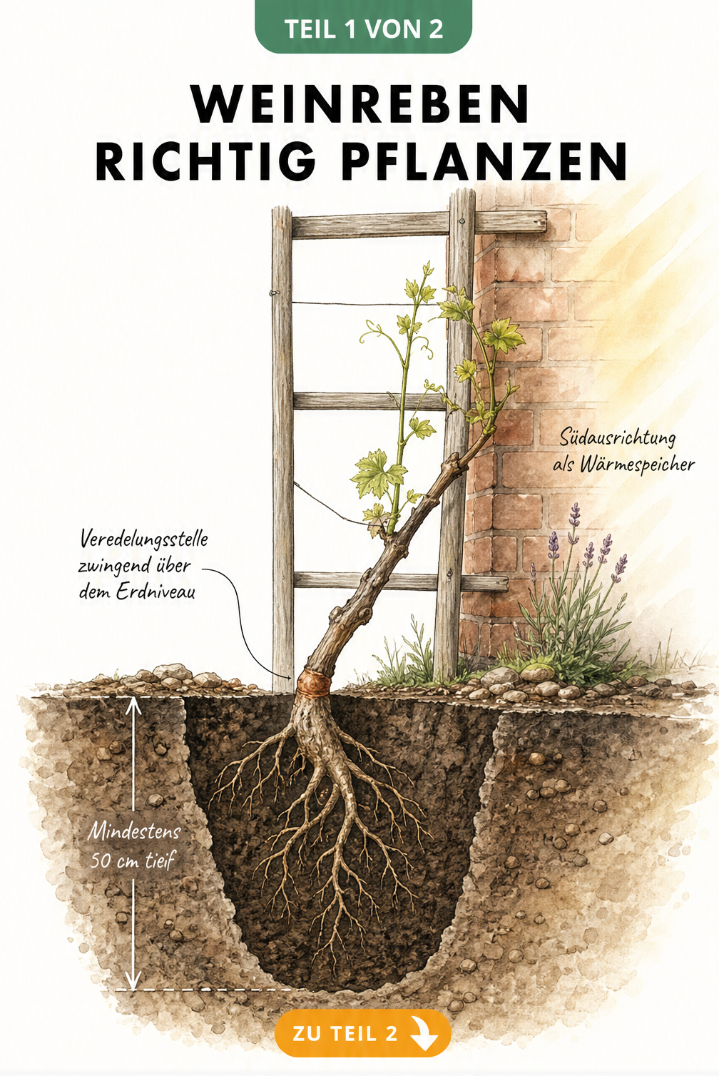 Querschnitt eines Gartenbodens mit einer schräg gepflanzten Weinrebe vor einer Hauswand, Veredelungsstelle über der Erde