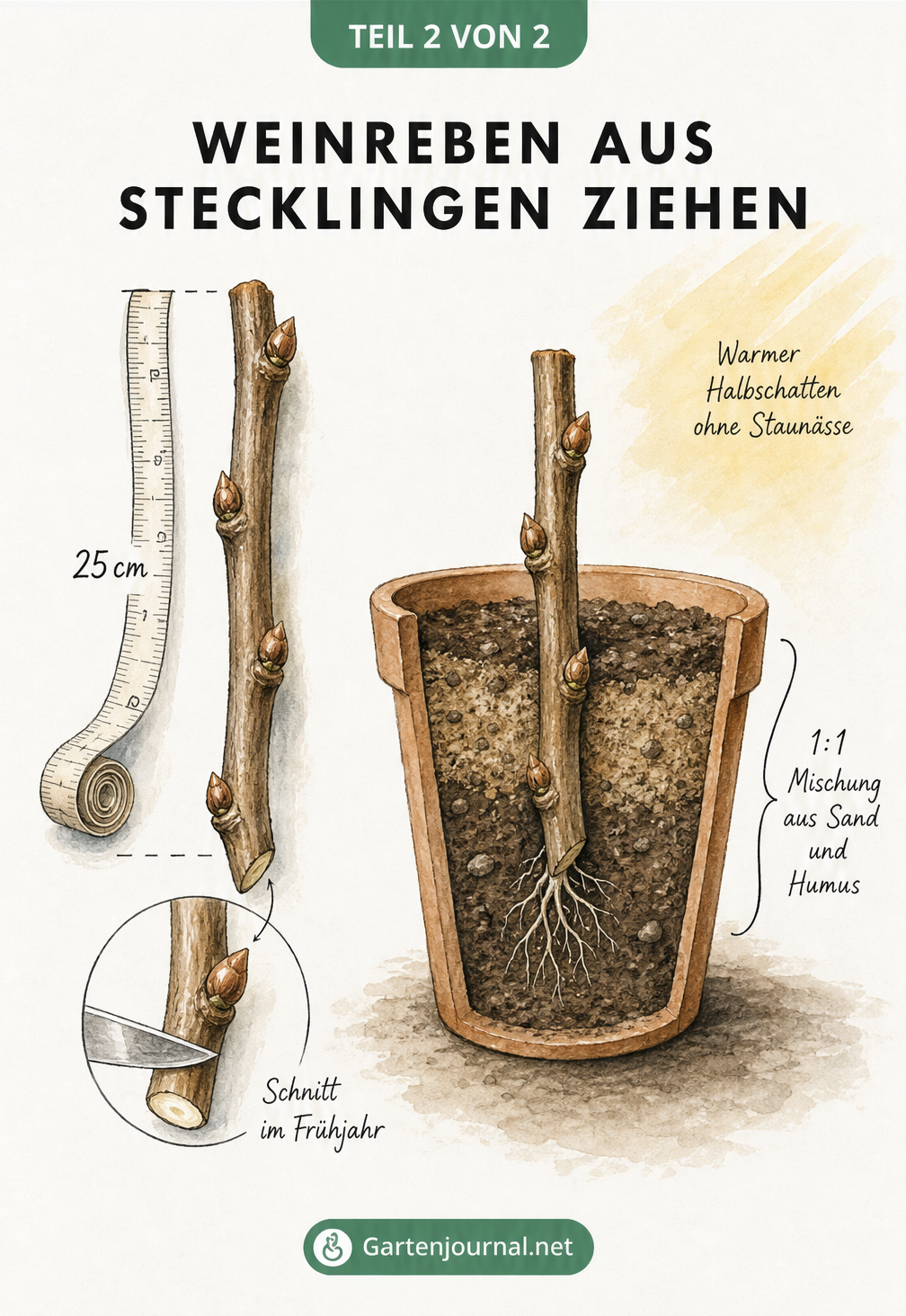 Aquarell-Illustration eines Weinreben-Stecklings, der geschnitten und in einen Topf mit Sand-Humus-Mischung gepflanzt wird.