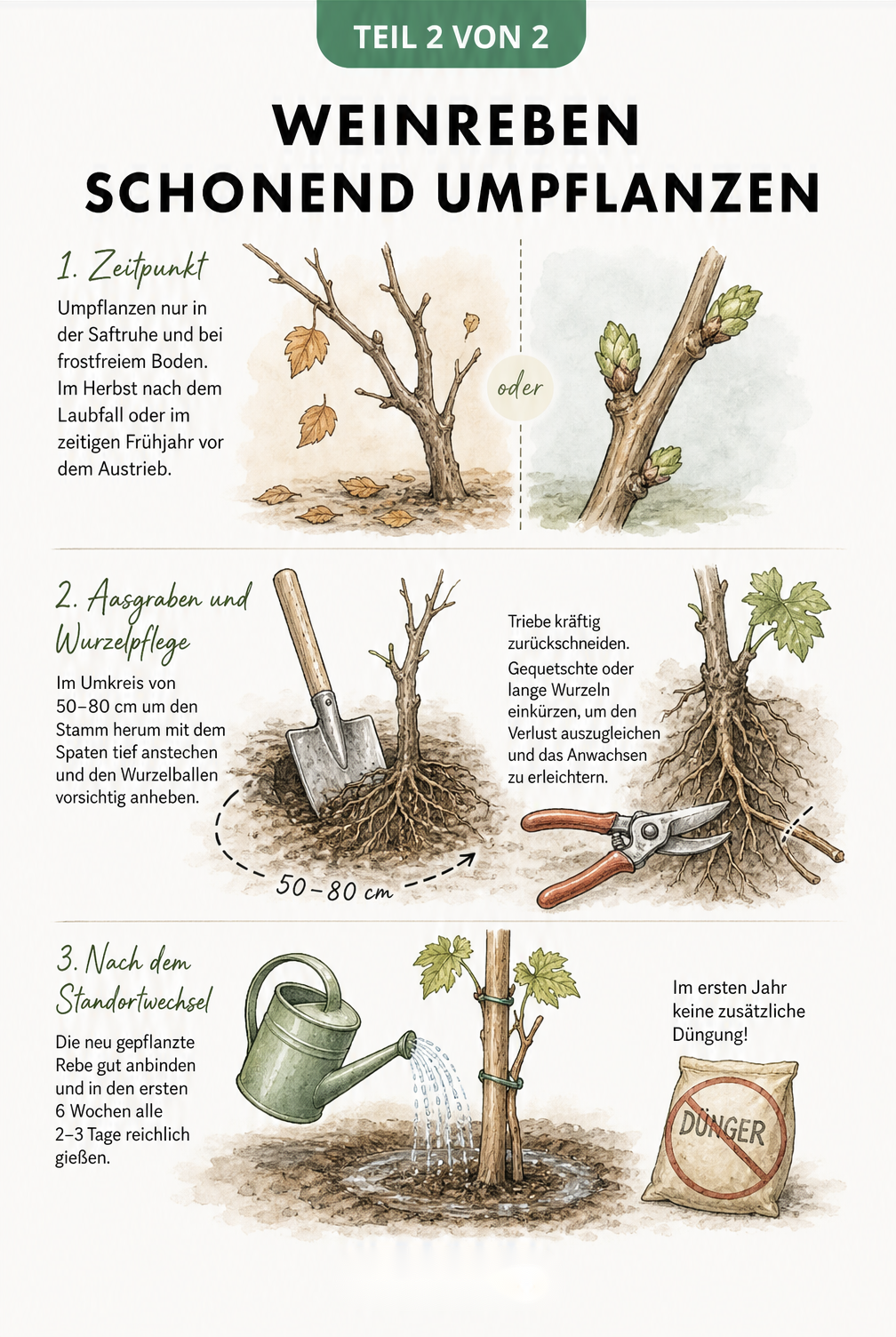 Illustration zum Umpflanzen von Weinreben mit richtigem Zeitpunkt, Wurzelschnitt und Bewässerung