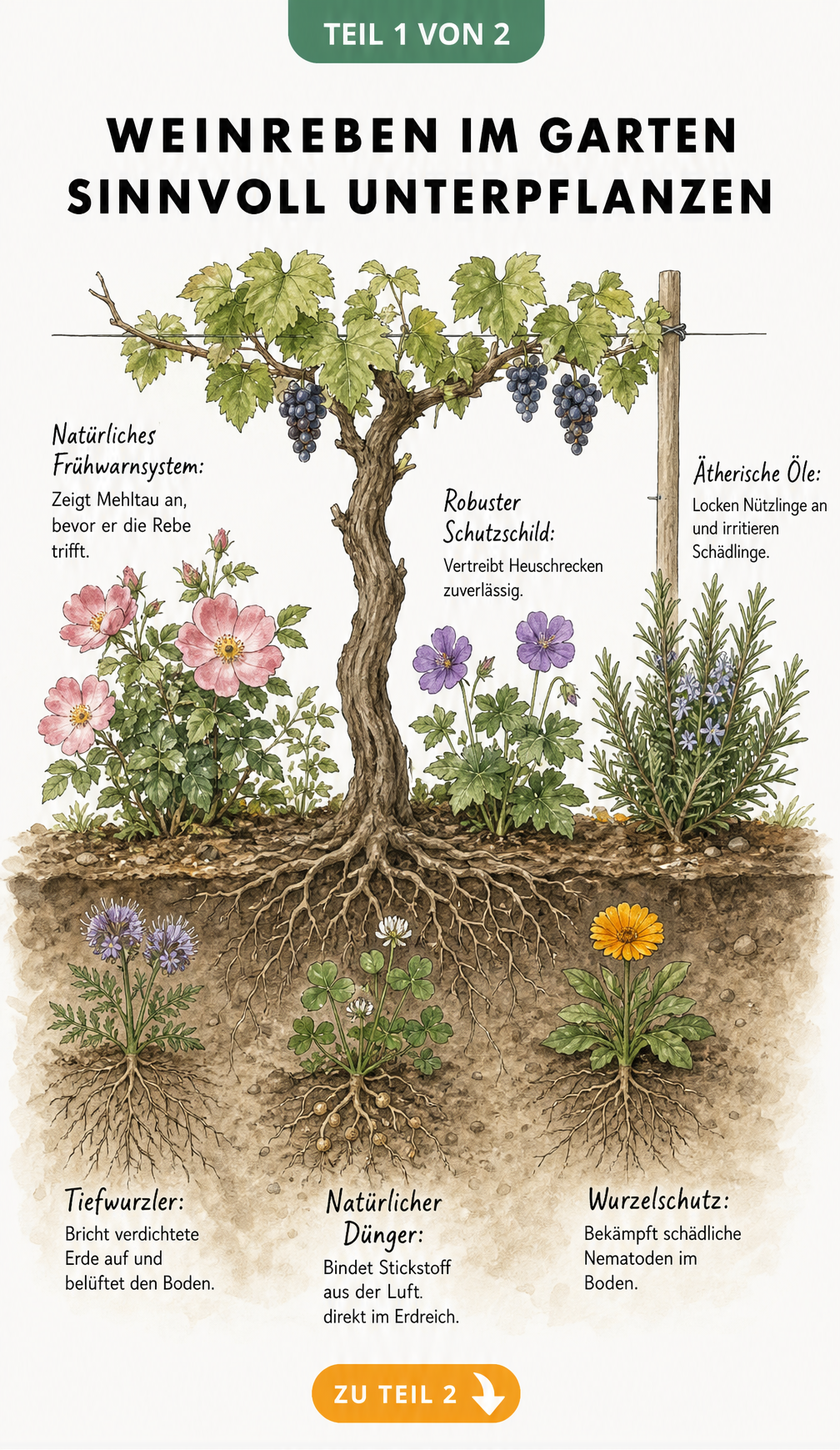 Querschnitt eines Weinstocks mit oberirdischen und unterirdischen Begleitpflanzen wie Bodendeckerrose, Storchschnabel, Phacelia und Klee