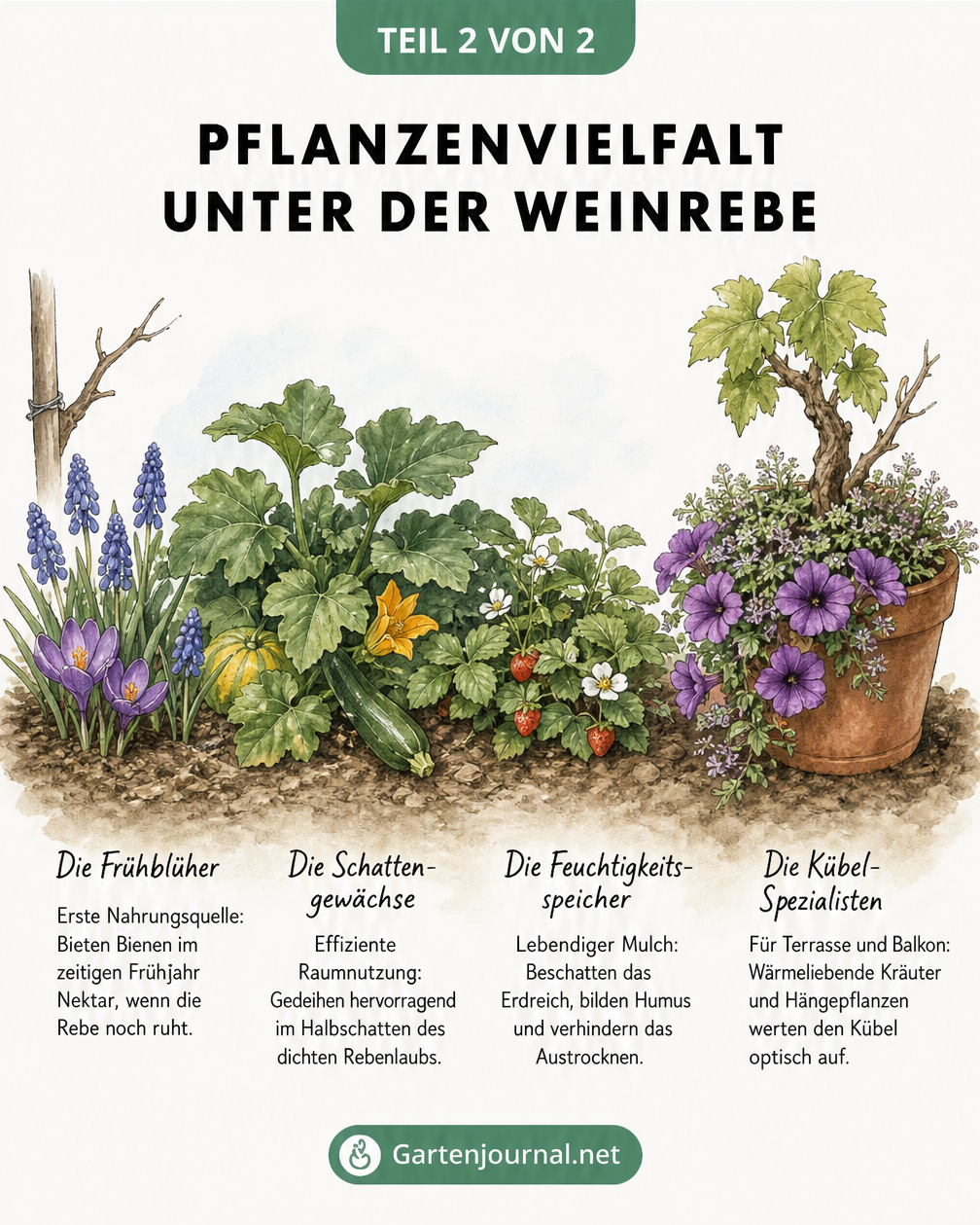 Pflanzplan für Weinreben mit Frühblühern, Schattengewächsen, Feuchtigkeitsspeichern und Kübelpflanzen