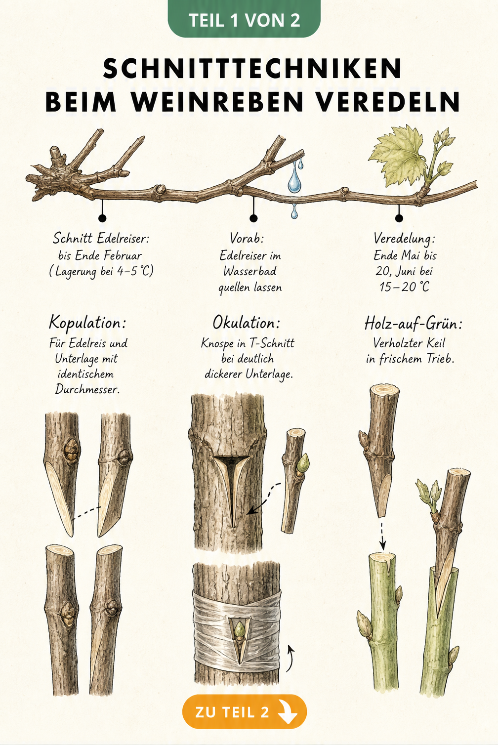 Illustration der Schnitttechniken beim Veredeln von Weinreben: Kopulation, Okulation und Holz-auf-Grün-Methode mit Zeitleiste.
