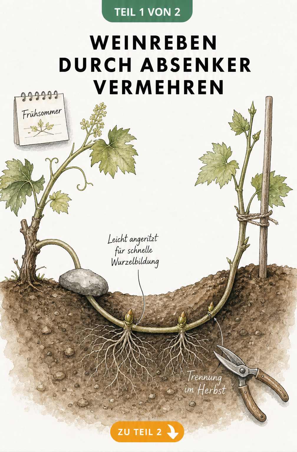 Botanische Illustration einer Weinranke, die als Absenker in die Erde geführt wird, mit Wurzelbildung und Beschriftungen.