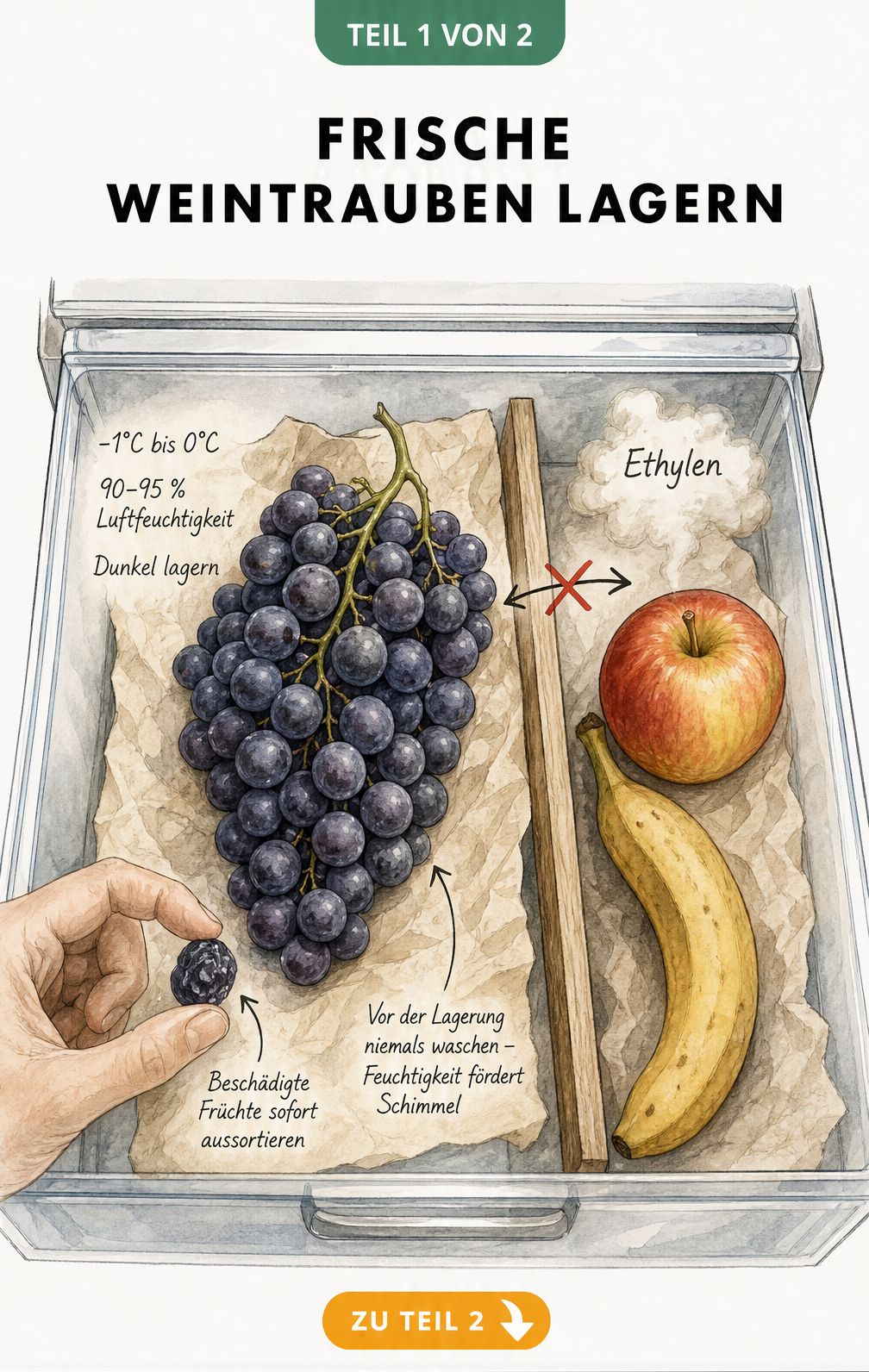 Gezeichnete Kühlschrankschublade mit Weintrauben, Apfel und Banane, getrennt durch eine Holzwand.