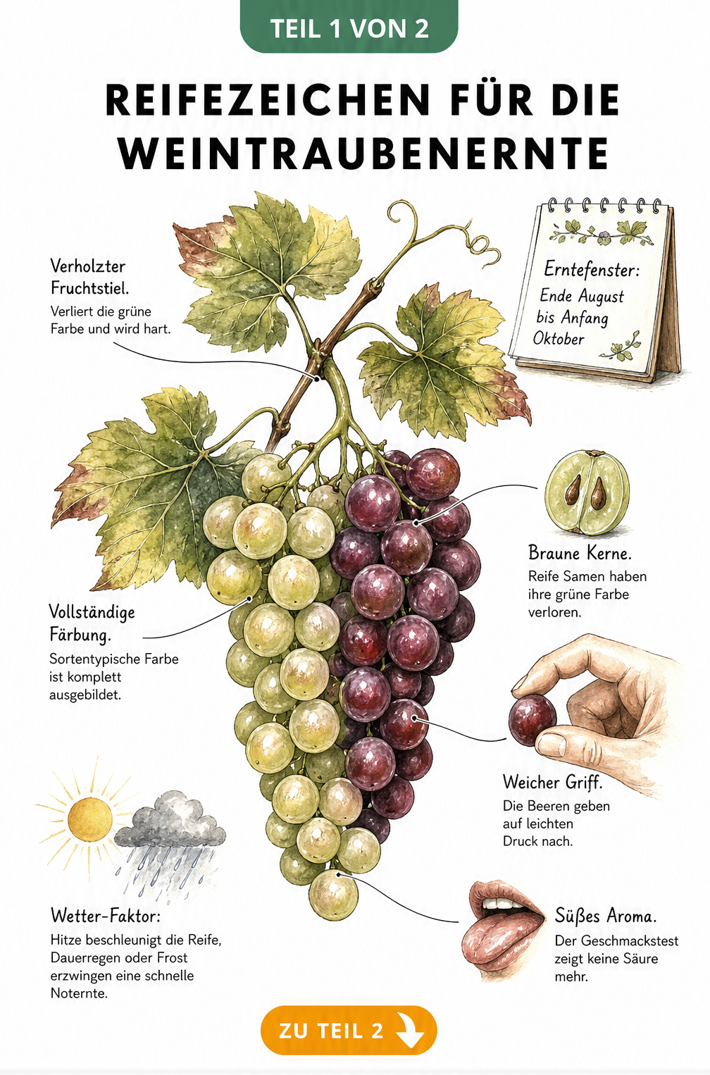 Botanische Illustration einer Weinrebe mit roten und weißen Trauben, die Reifezeichen wie verholzten Stiel, braune Kerne und weiche Beeren zeigt.