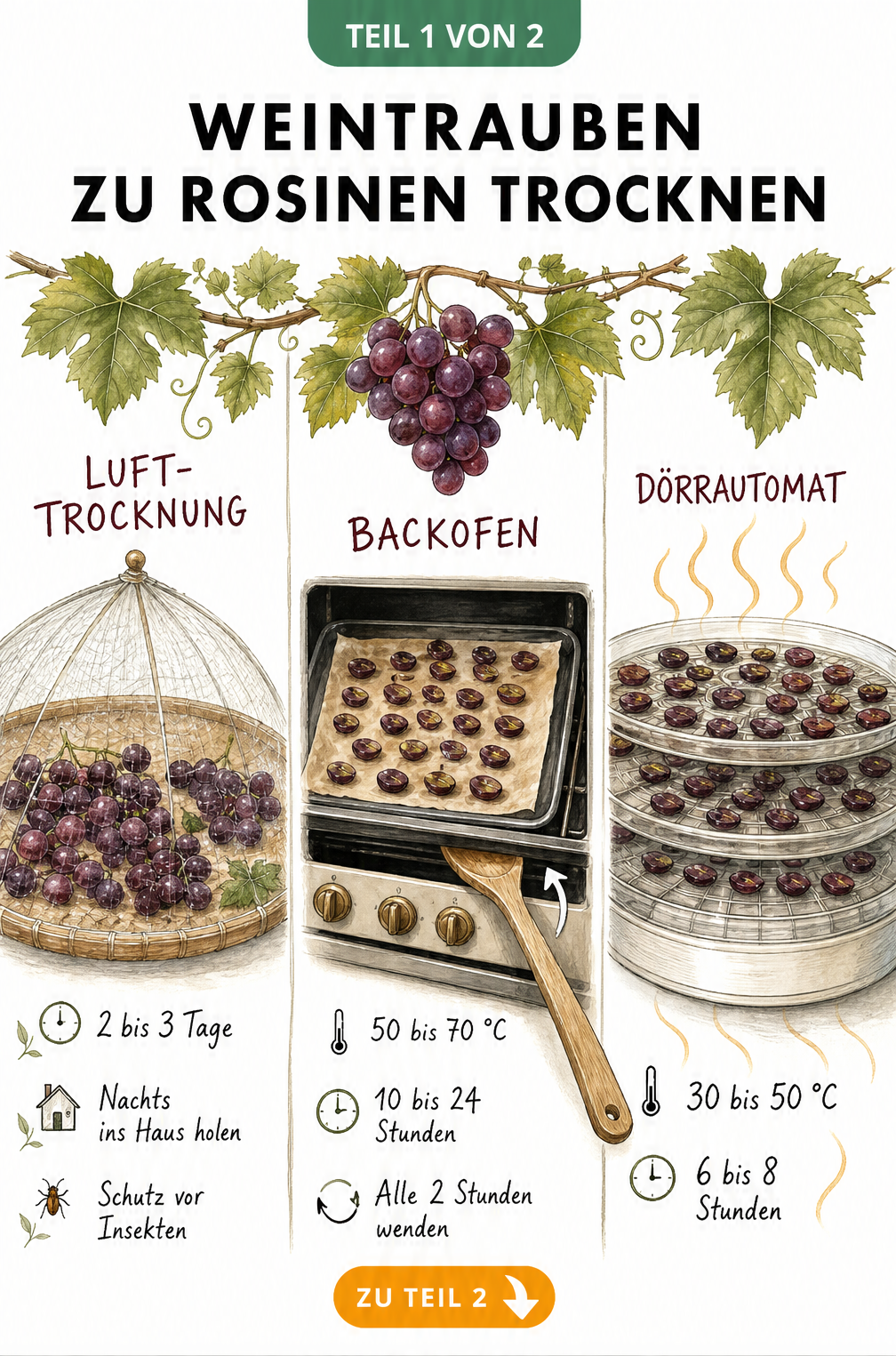 Handgezeichnete Illustration der drei Methoden zum Weintrauben trocknen: Lufttrocknung, Backofen und Dörrautomat mit Temperatur- und Zeitangaben.