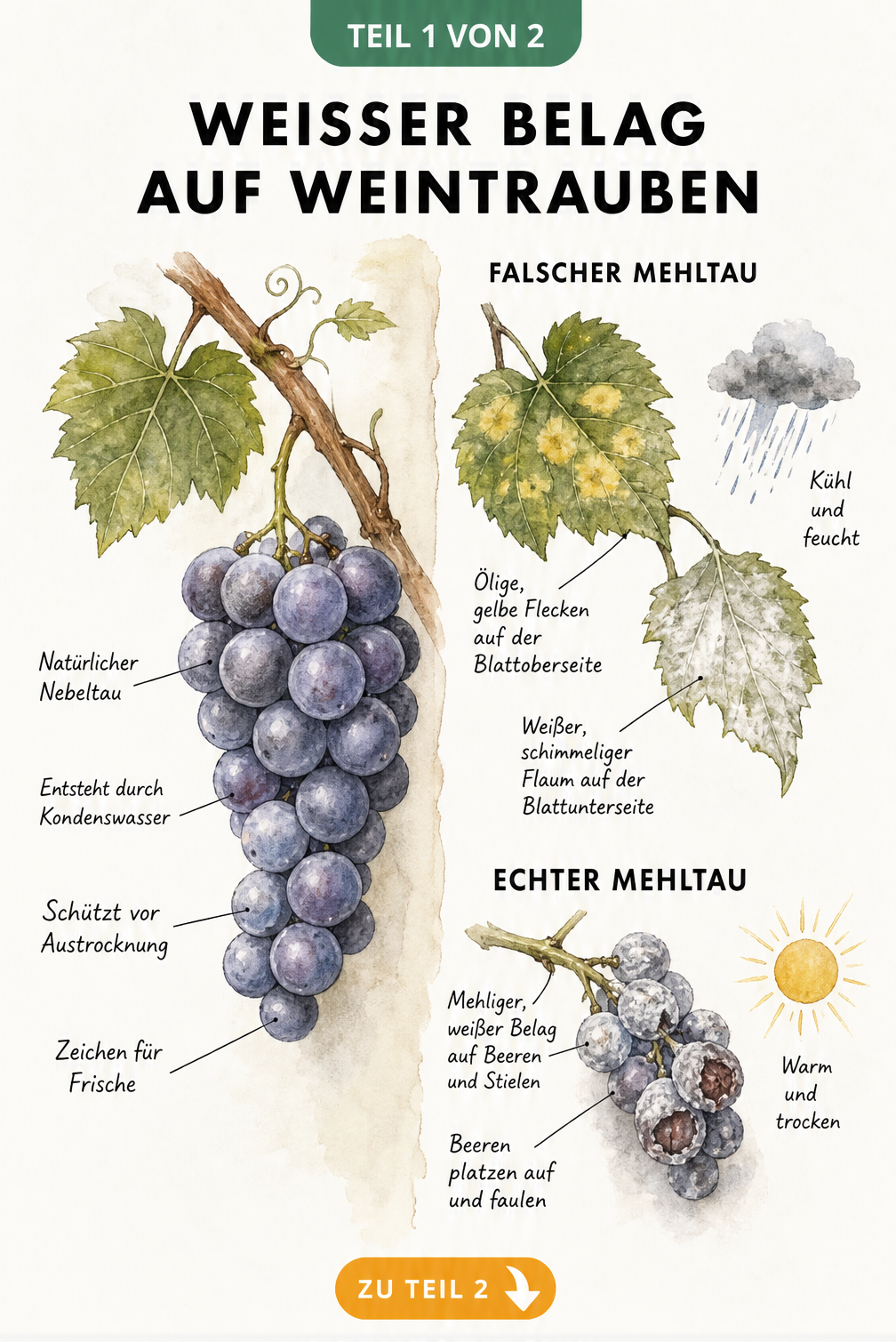 Illustration einer gesunden Weintraube mit natürlichem Nebeltau im Vergleich zu Rebzweigen mit Echtem und Falschem Mehltau