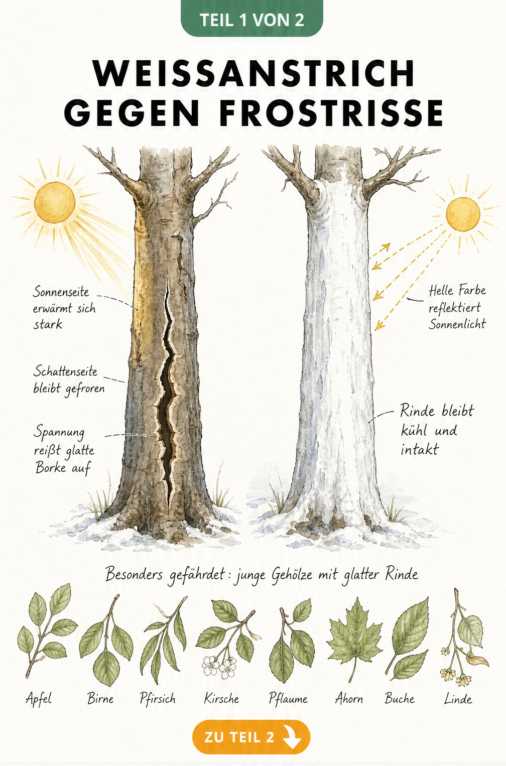 Illustration von zwei Baumstämmen im Winter, die die Entstehung von Frostrissen durch Sonneneinstrahlung und die Schutzwirkung eines Weißanstrichs zeigen.