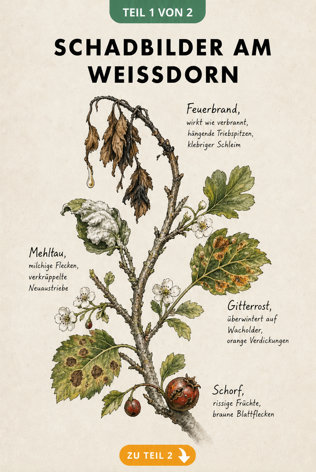 Botanische Illustration eines Weißdornzweigs mit Schadbildern von Feuerbrand, Mehltau, Gitterrost und Schorf