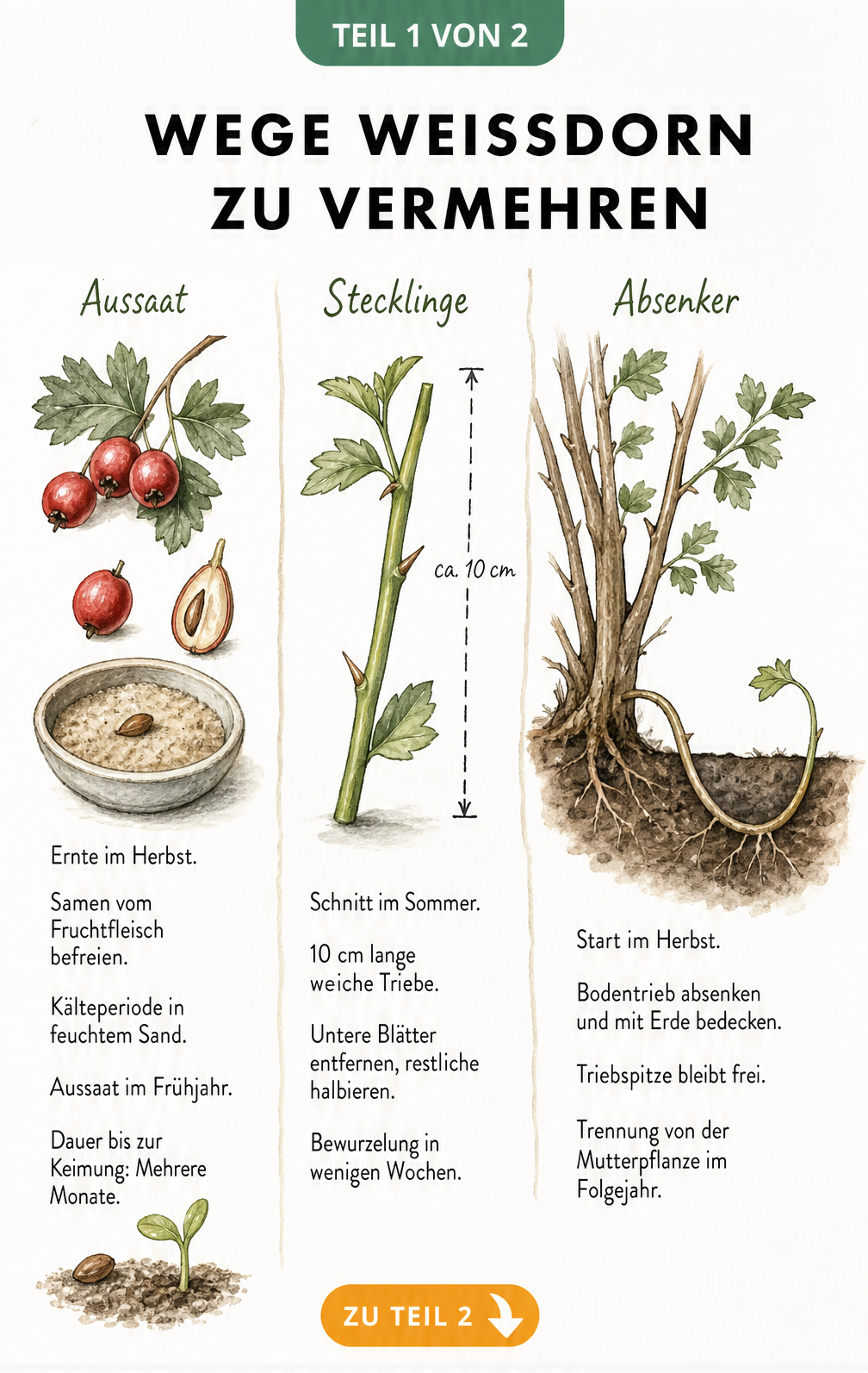 Illustration der drei Methoden zur Vermehrung von Weißdorn: Aussaat, Stecklinge und Absenker