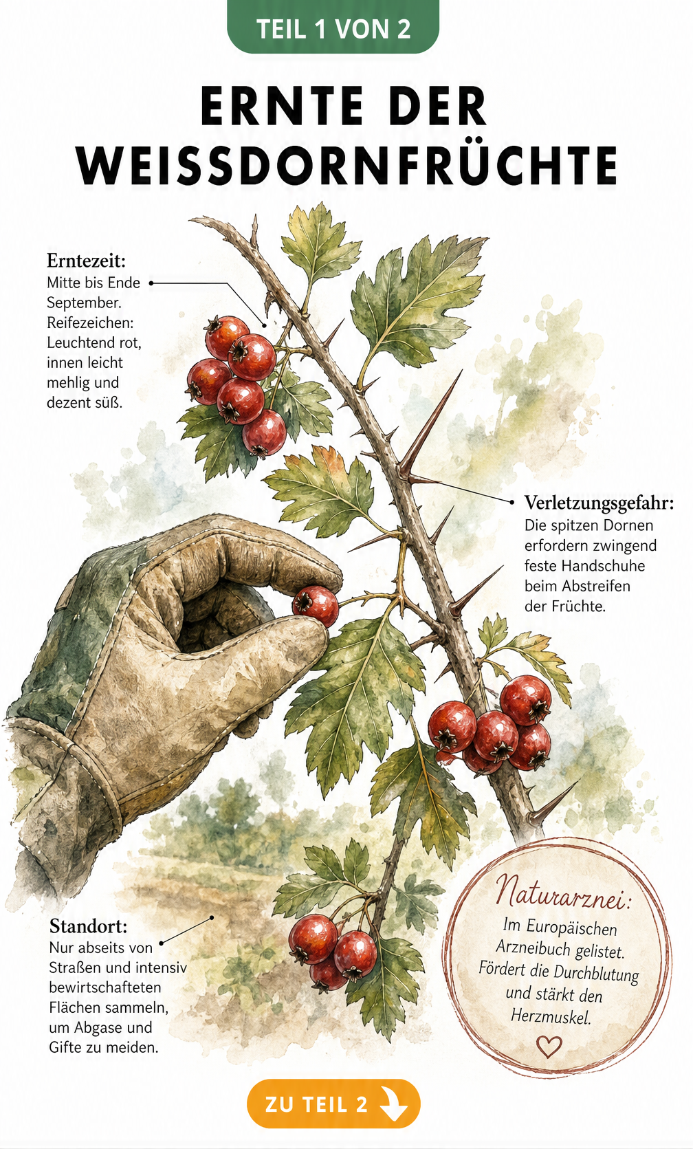 Botanische Illustration eines Weißdornzweiges mit roten Beeren und Dornen, dazu Tipps zur Erntezeit und zum Standort.