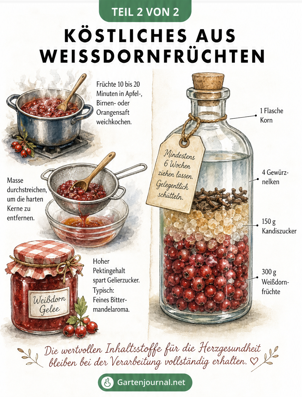 Illustration zur Herstellung von Weißdorn-Gelee und Weißdorn-Likör mit Zutaten und Arbeitsschritten.