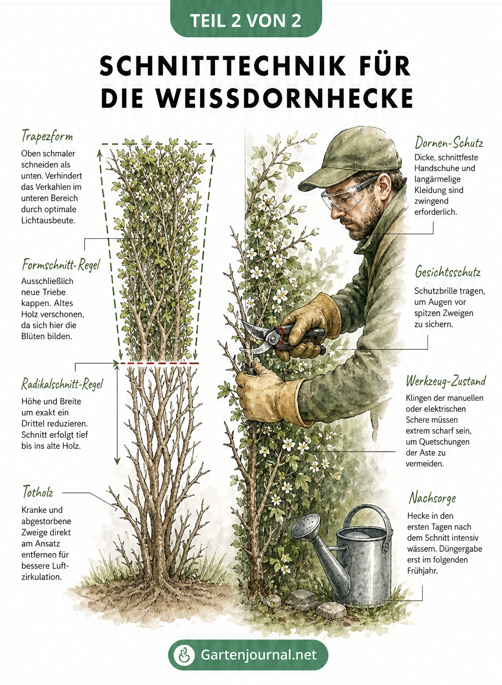 Schnitttechnik für die Weißdornhecke mit Trapezform und Sicherheitsvorkehrungen